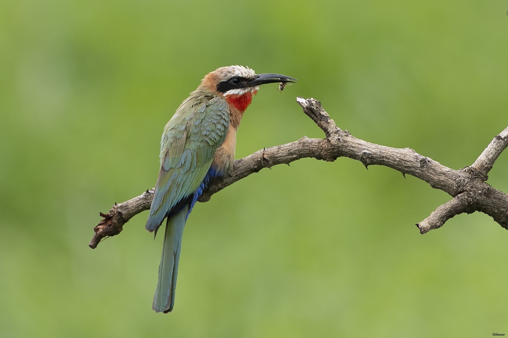 White-fronted Bee-eater