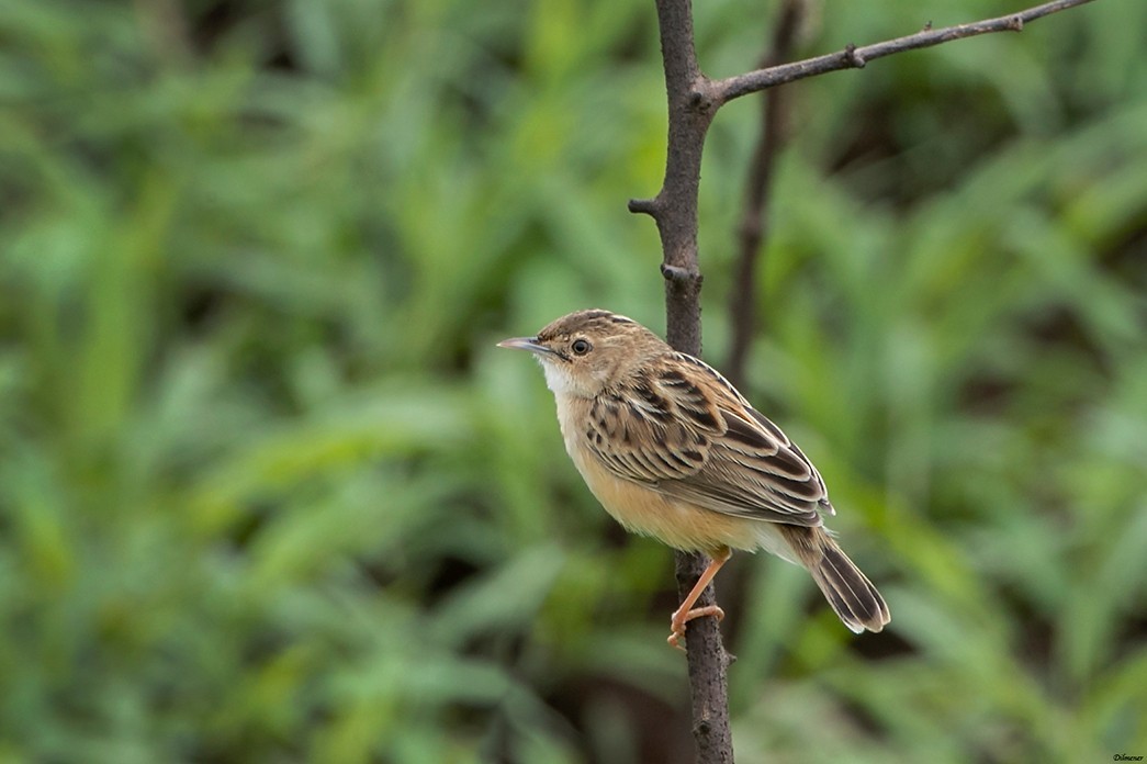 Zitting Cisticola