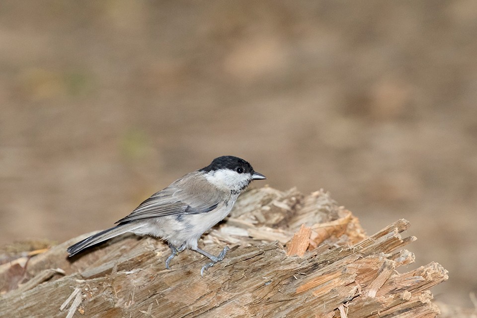 Marsh Tit