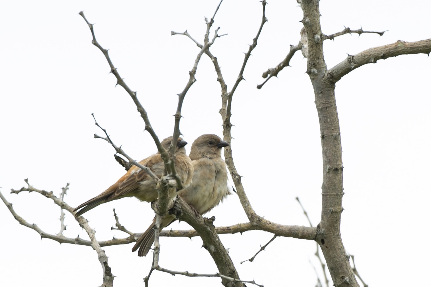 Eleonora's Falcon