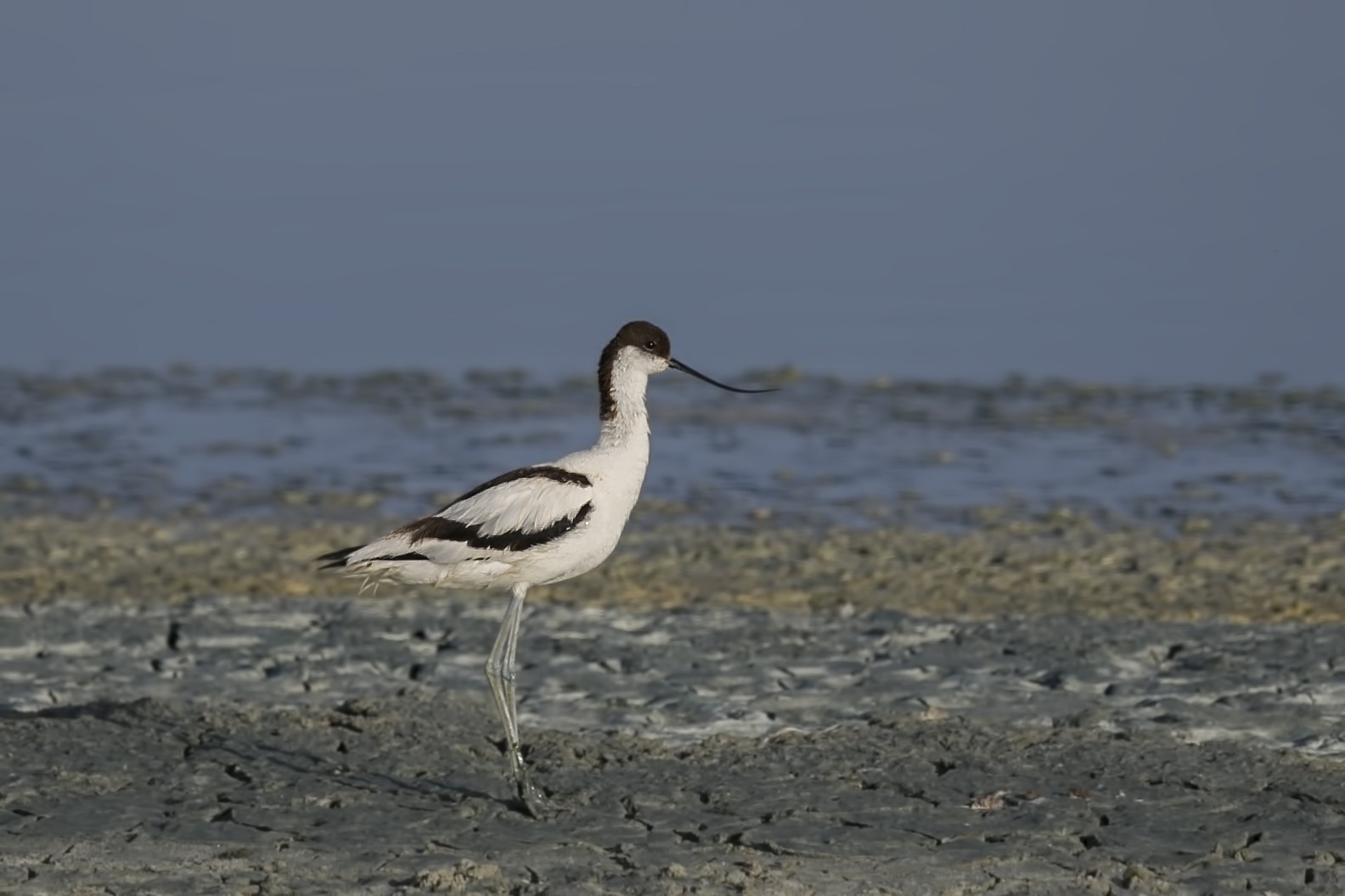 Pied Avocet
