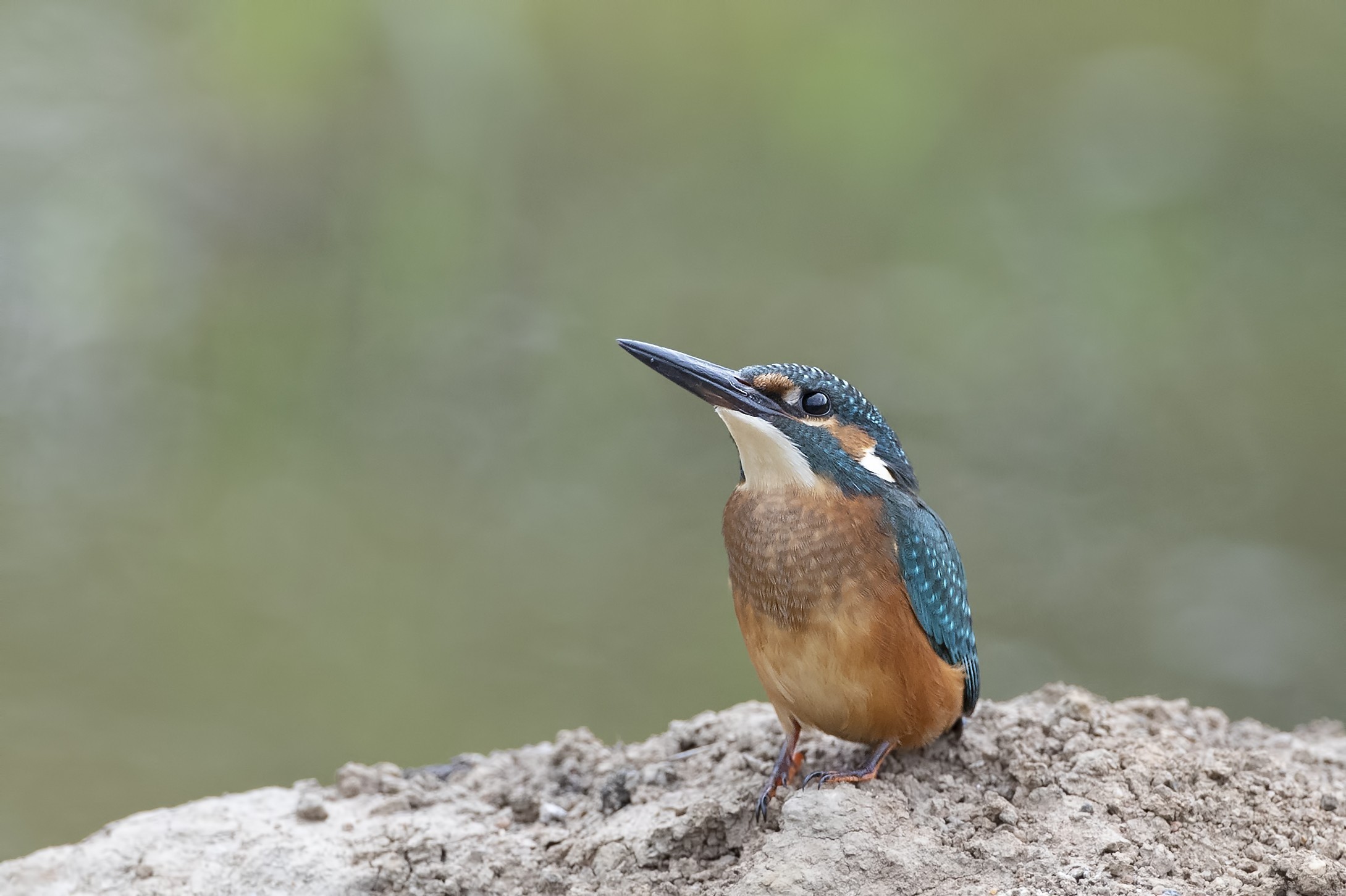 Common Kingfisher — Ana fotoğraf