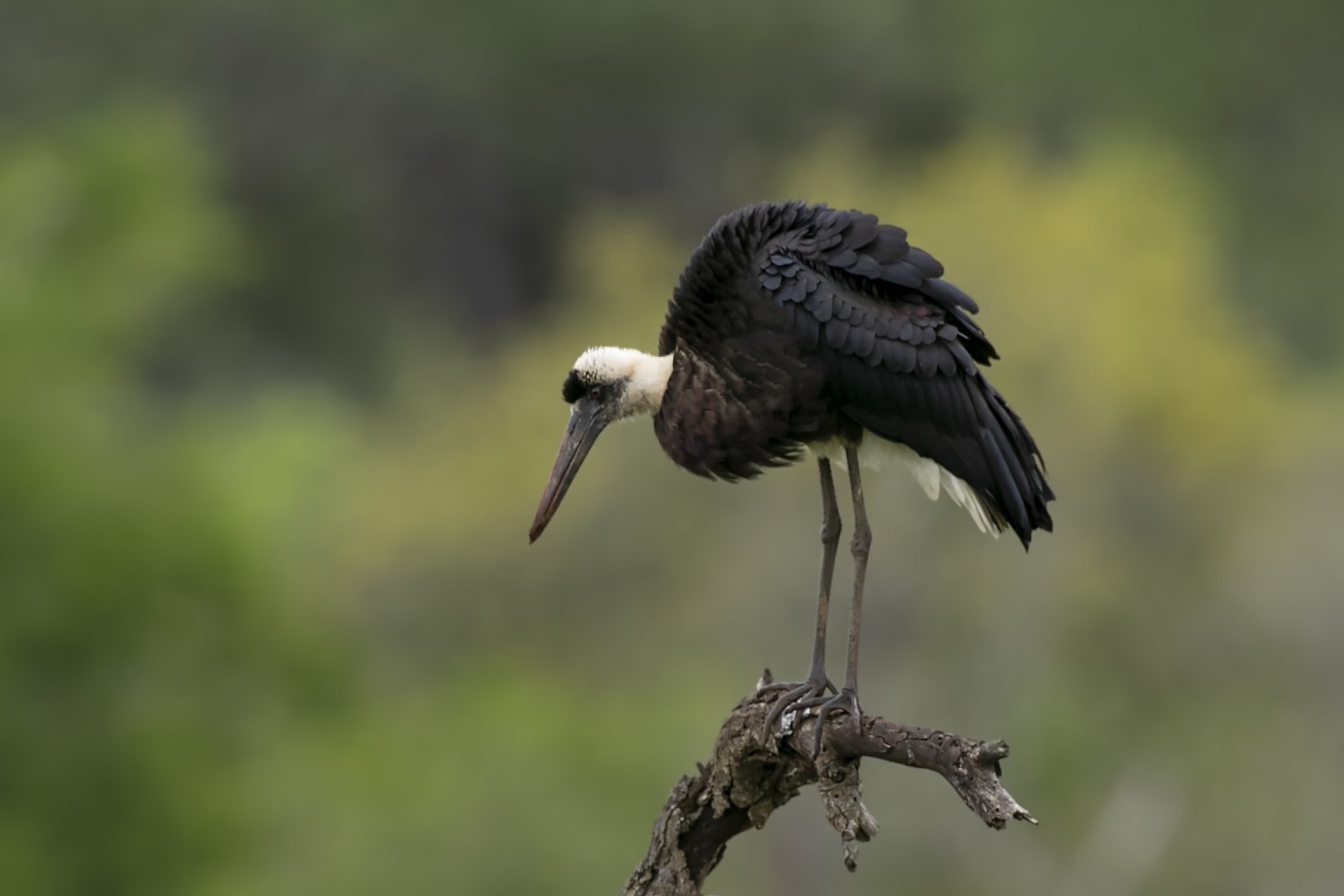 African Woollyneck — Ana fotoğraf