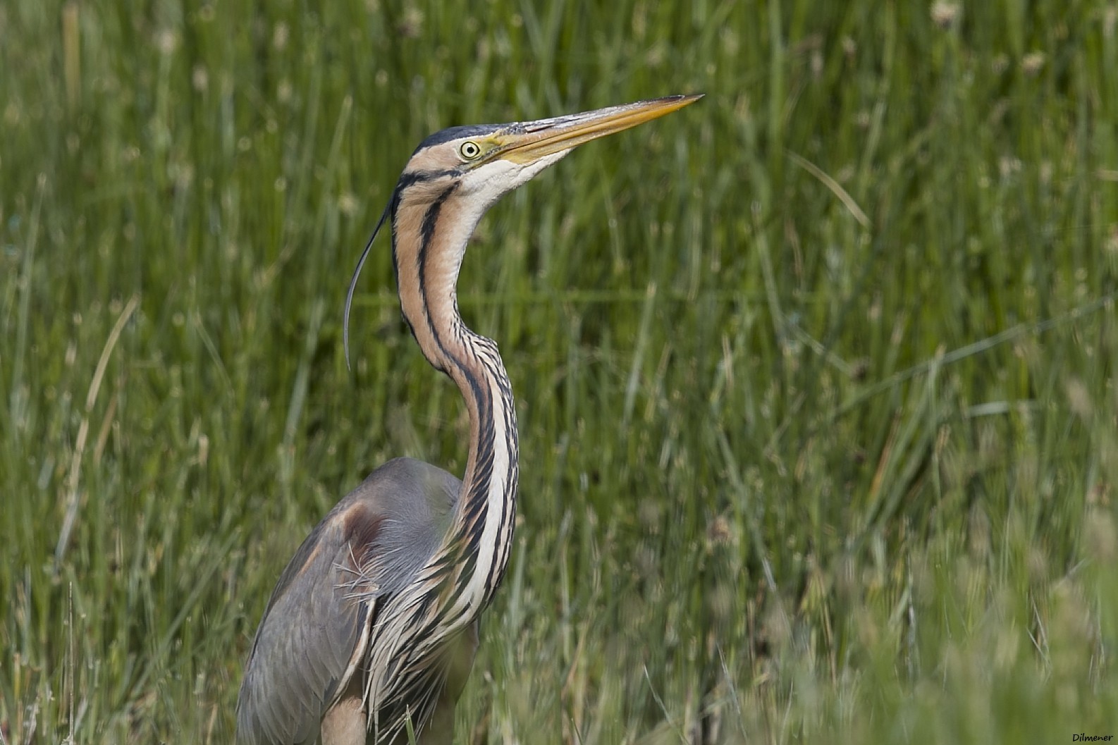 Purple Heron