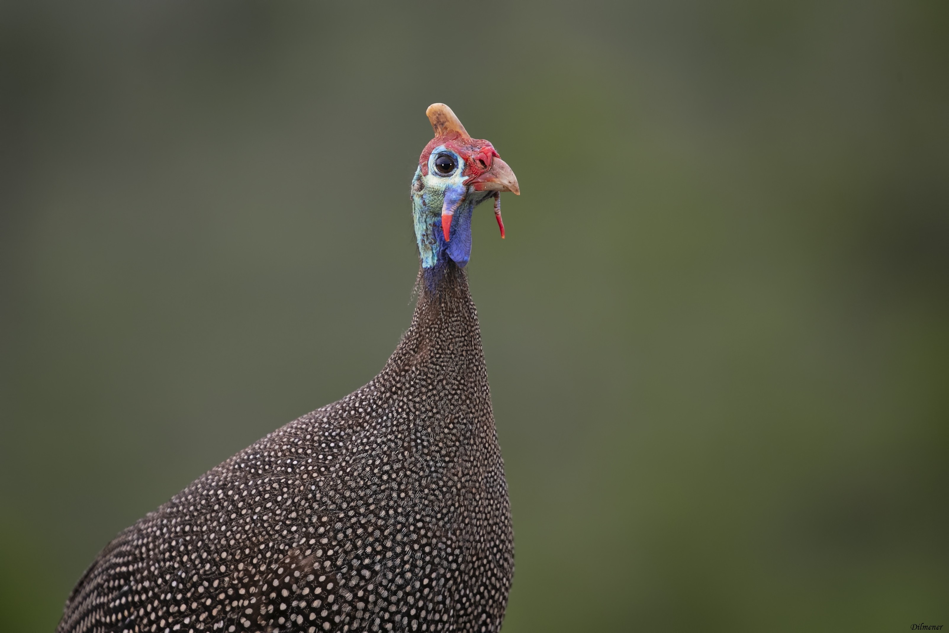 Helmeted Guineafowl