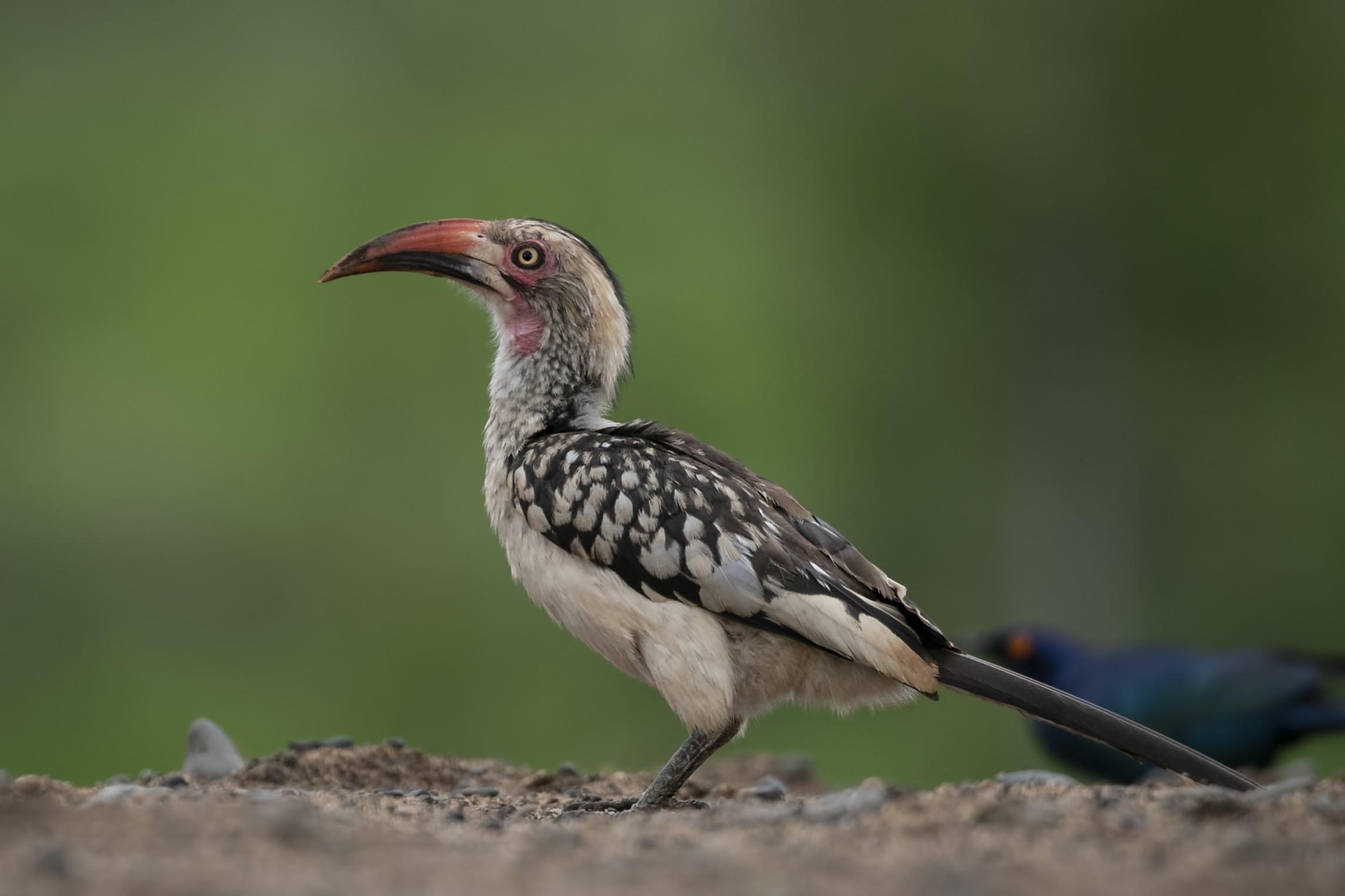 Southern Red-billed Hornbill