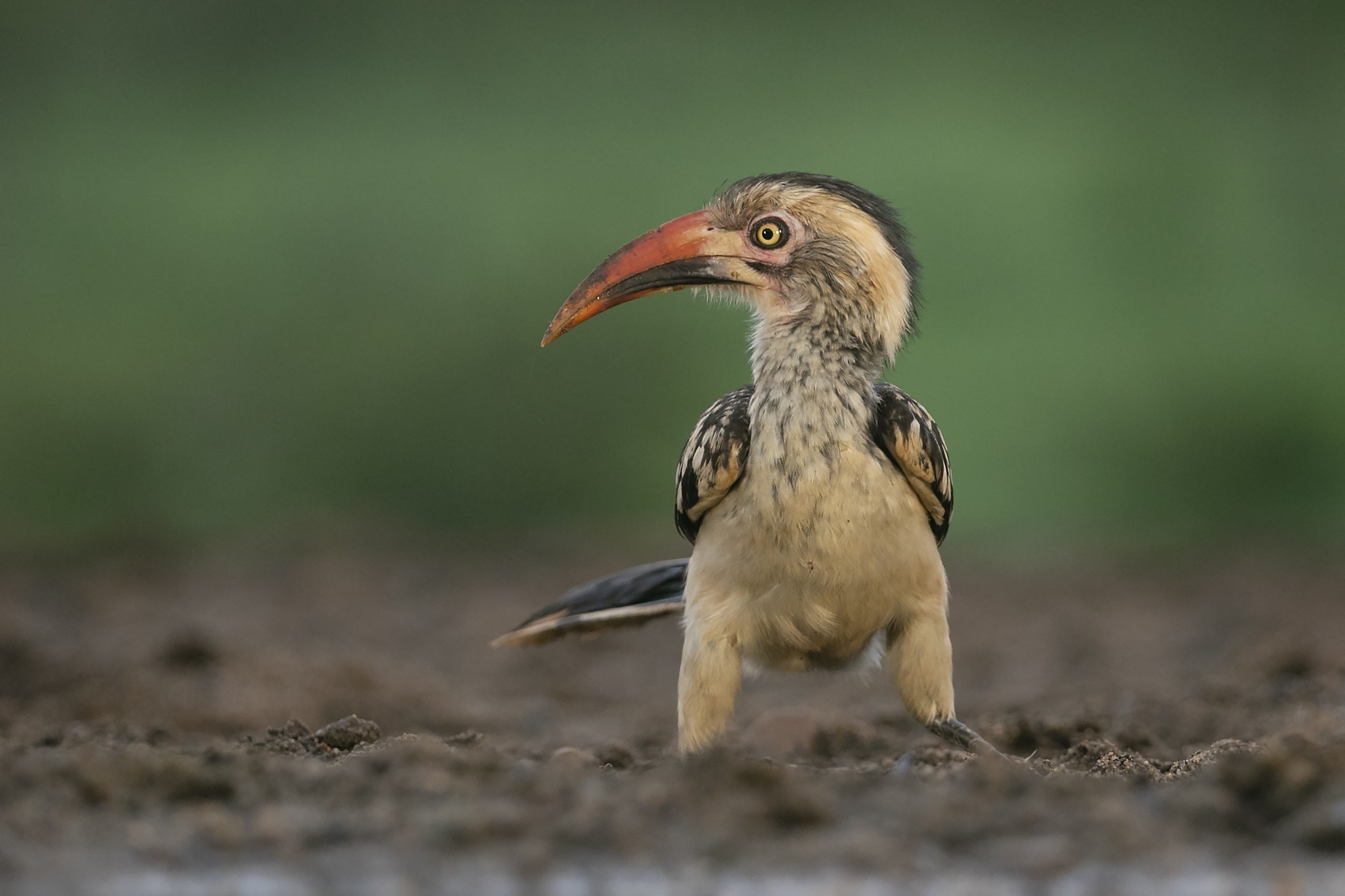 Red-billed Hornbill