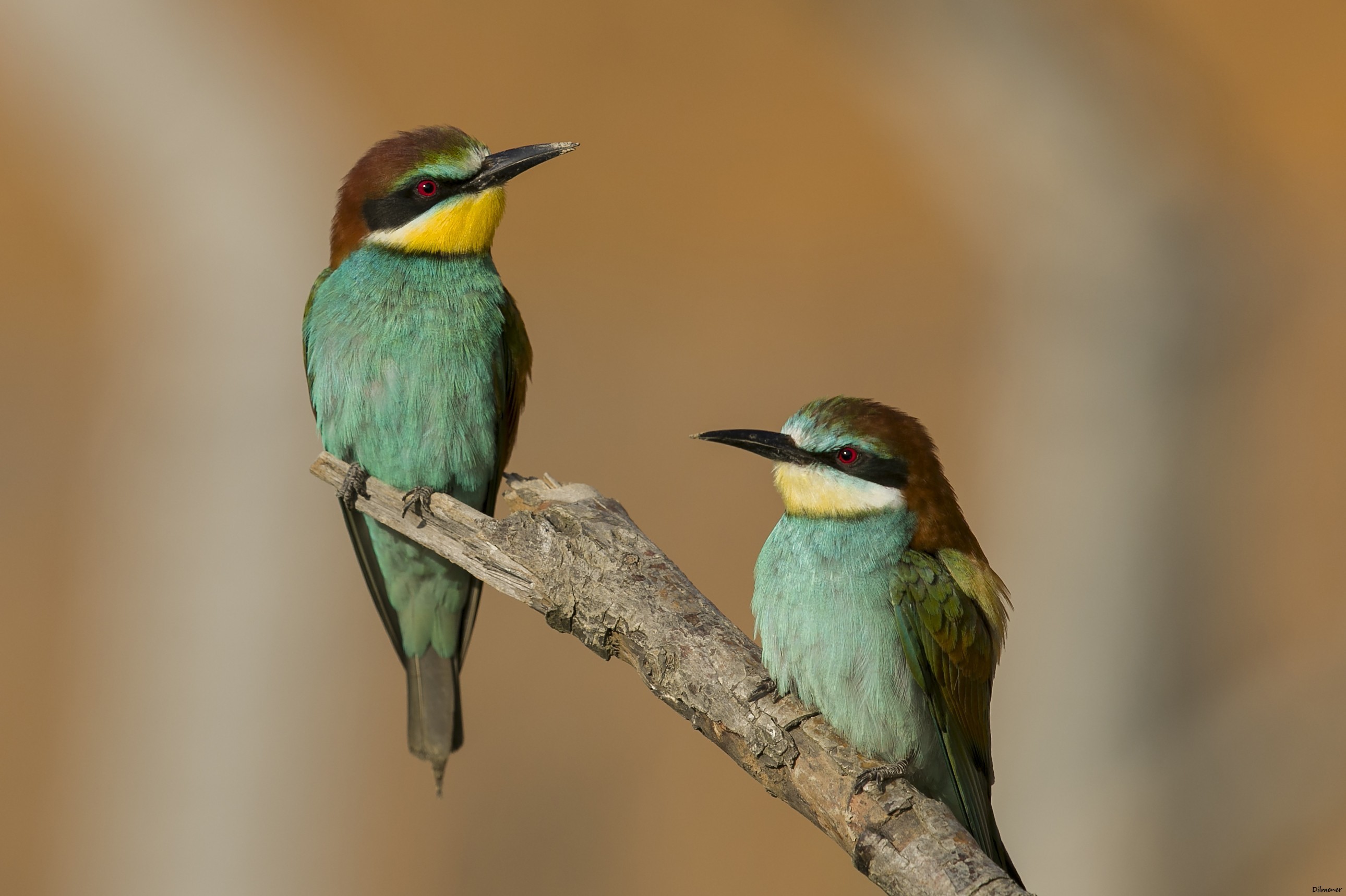 European Bee-eater