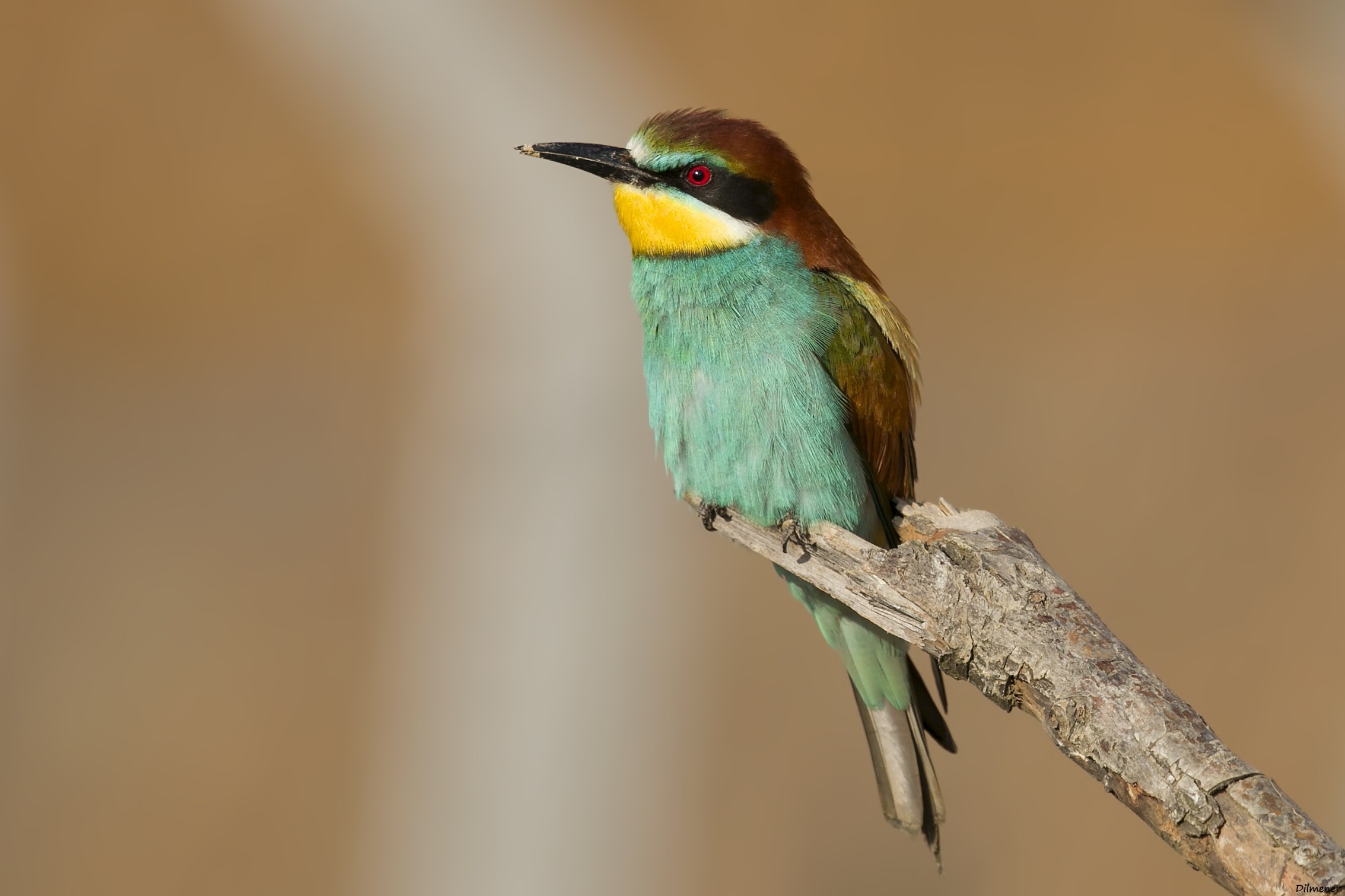 European Bee-eater