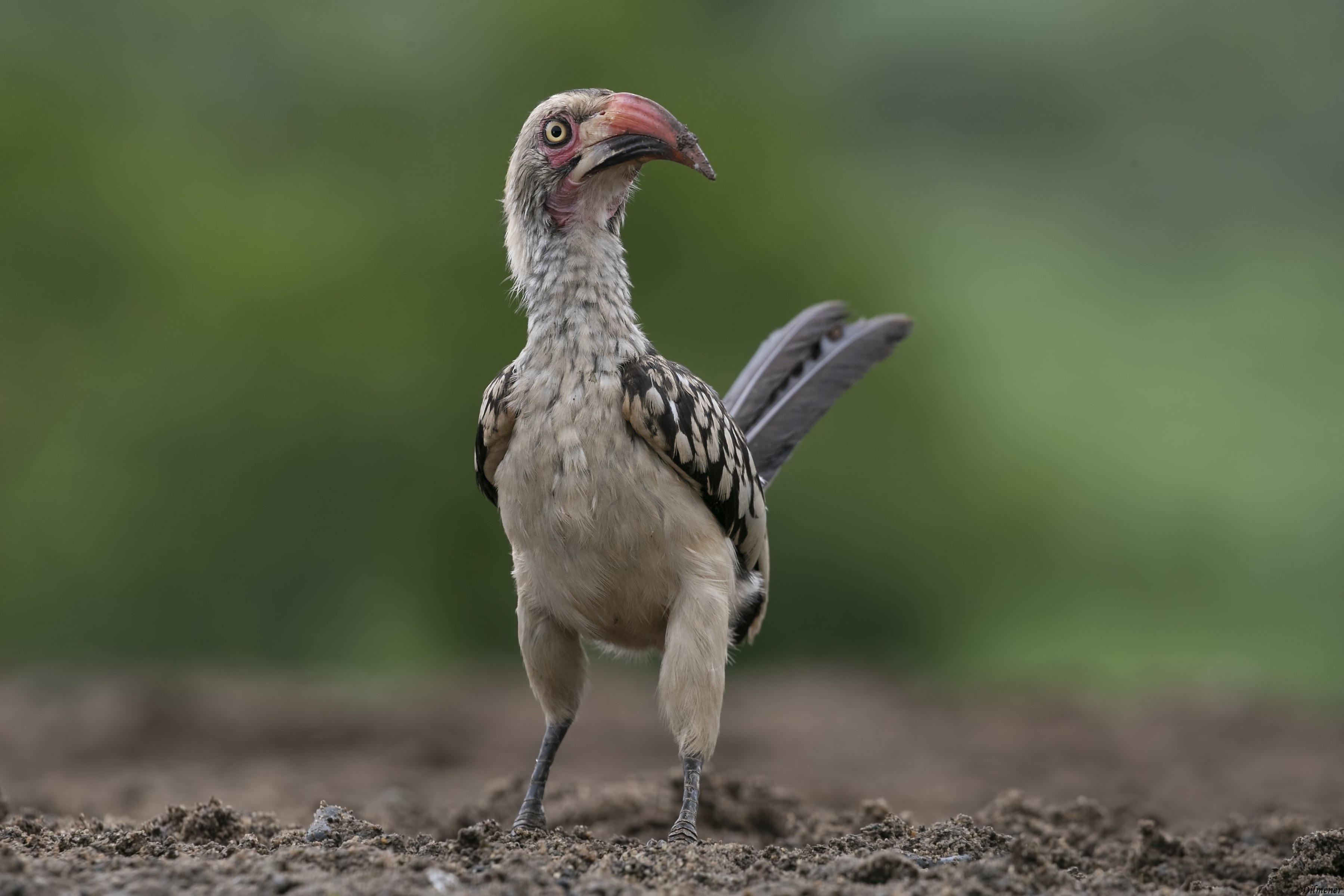 Southern Red-billed Hornbill — Ana fotoğraf