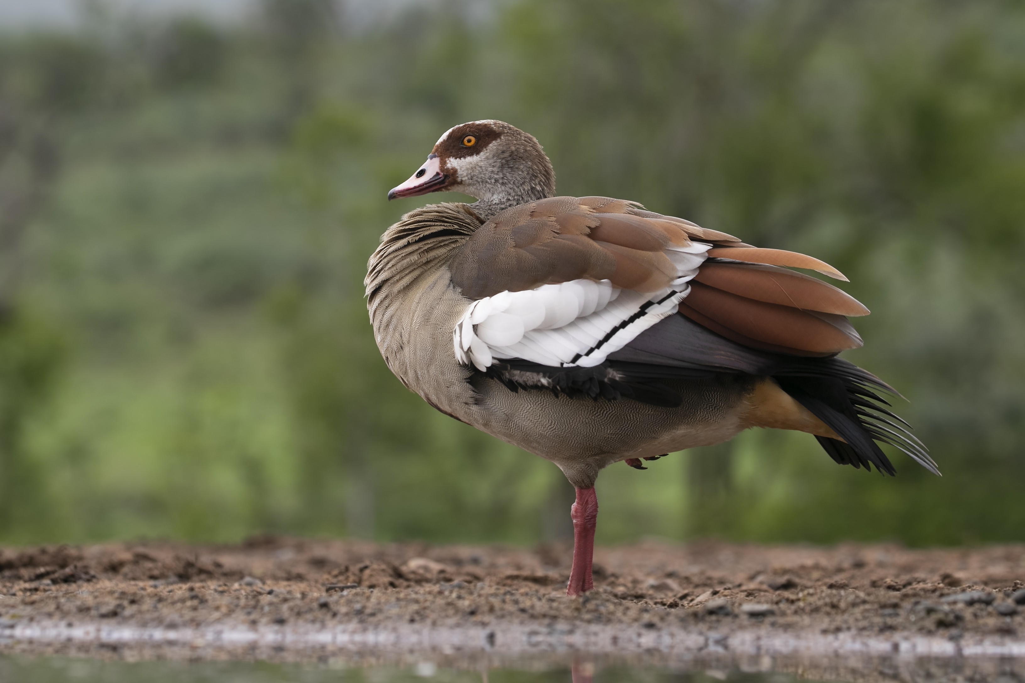 Egyptian Goose