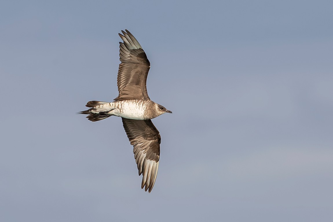 Parasitic Jaeger