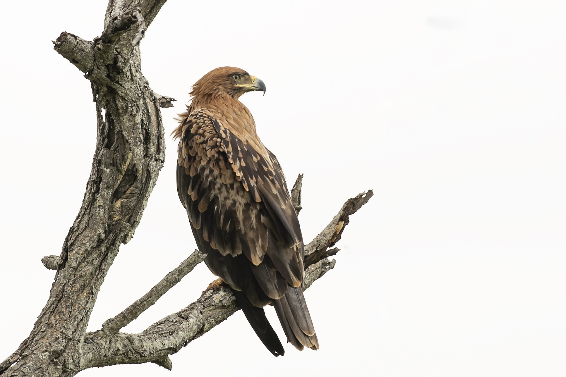Eleonora's Falcon