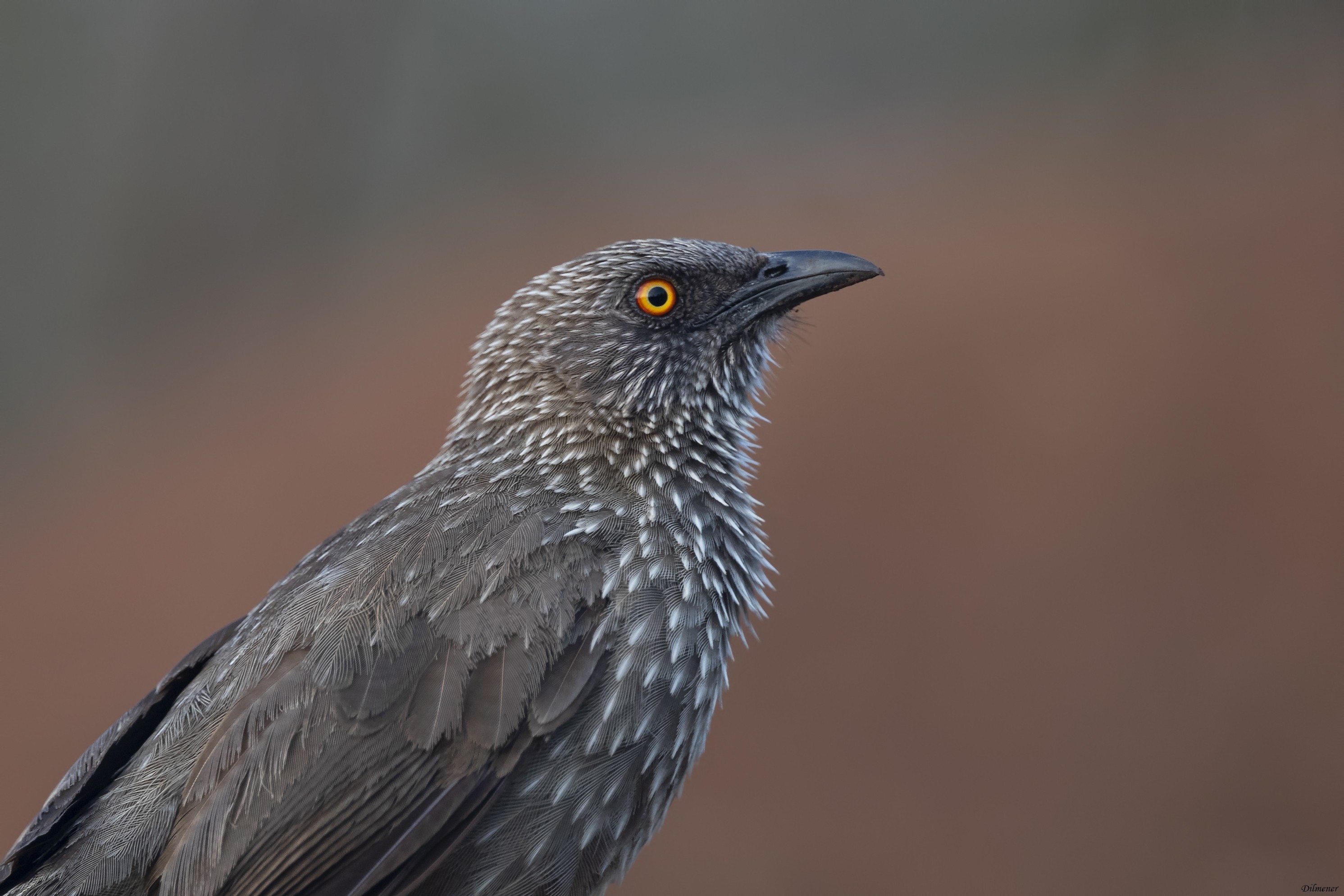 Arrow-marked Babbler