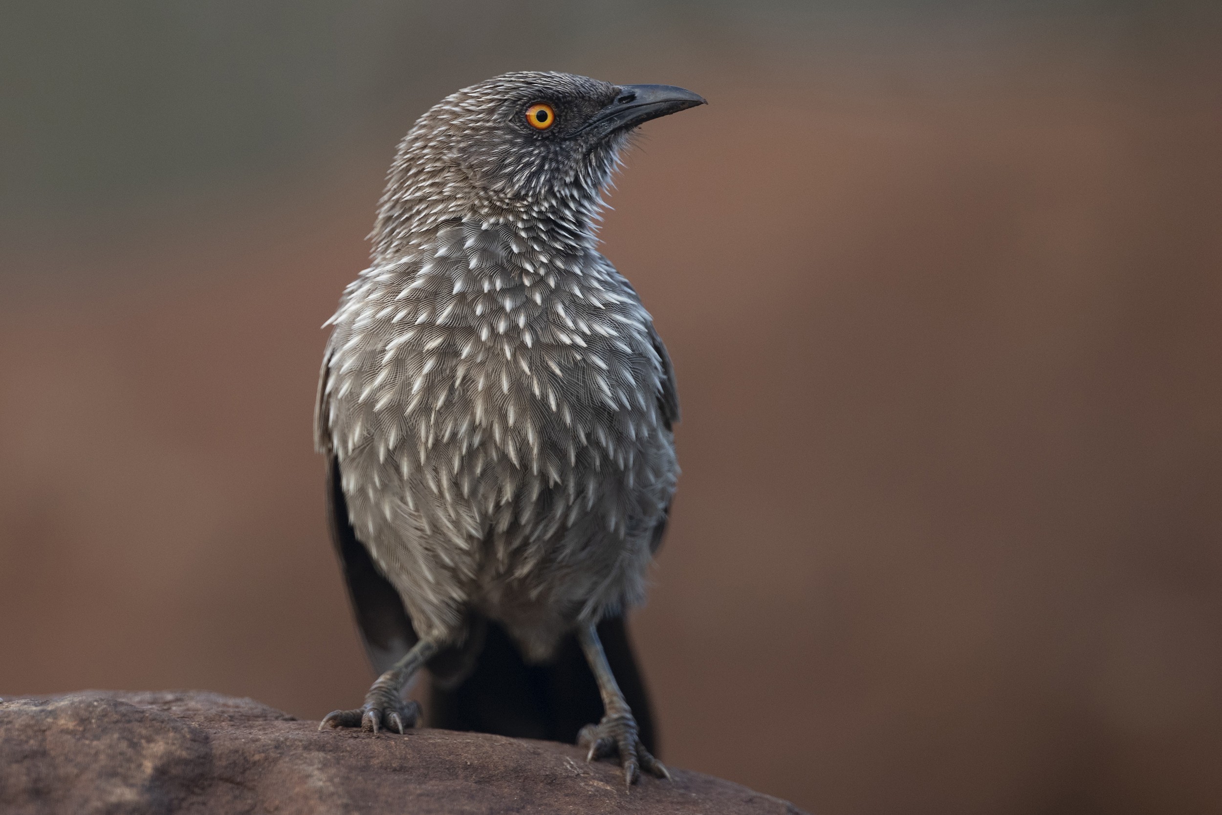 Eleonora's Falcon