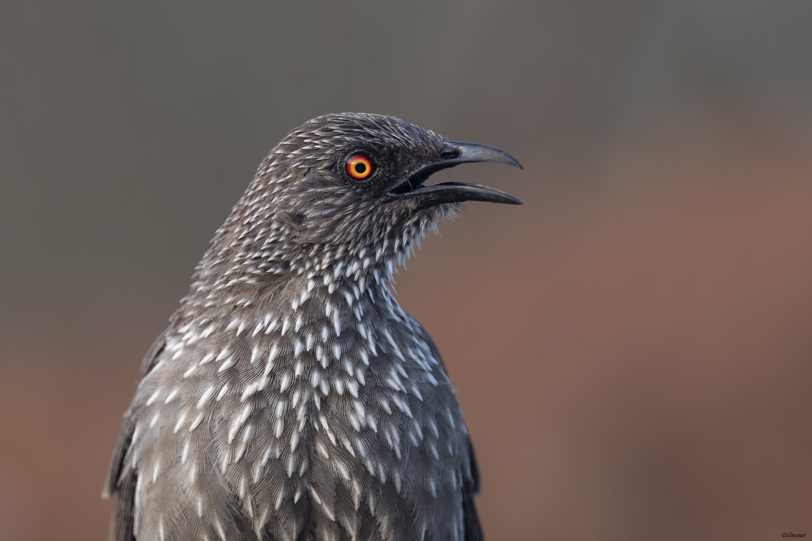 Arrow-marked Babbler