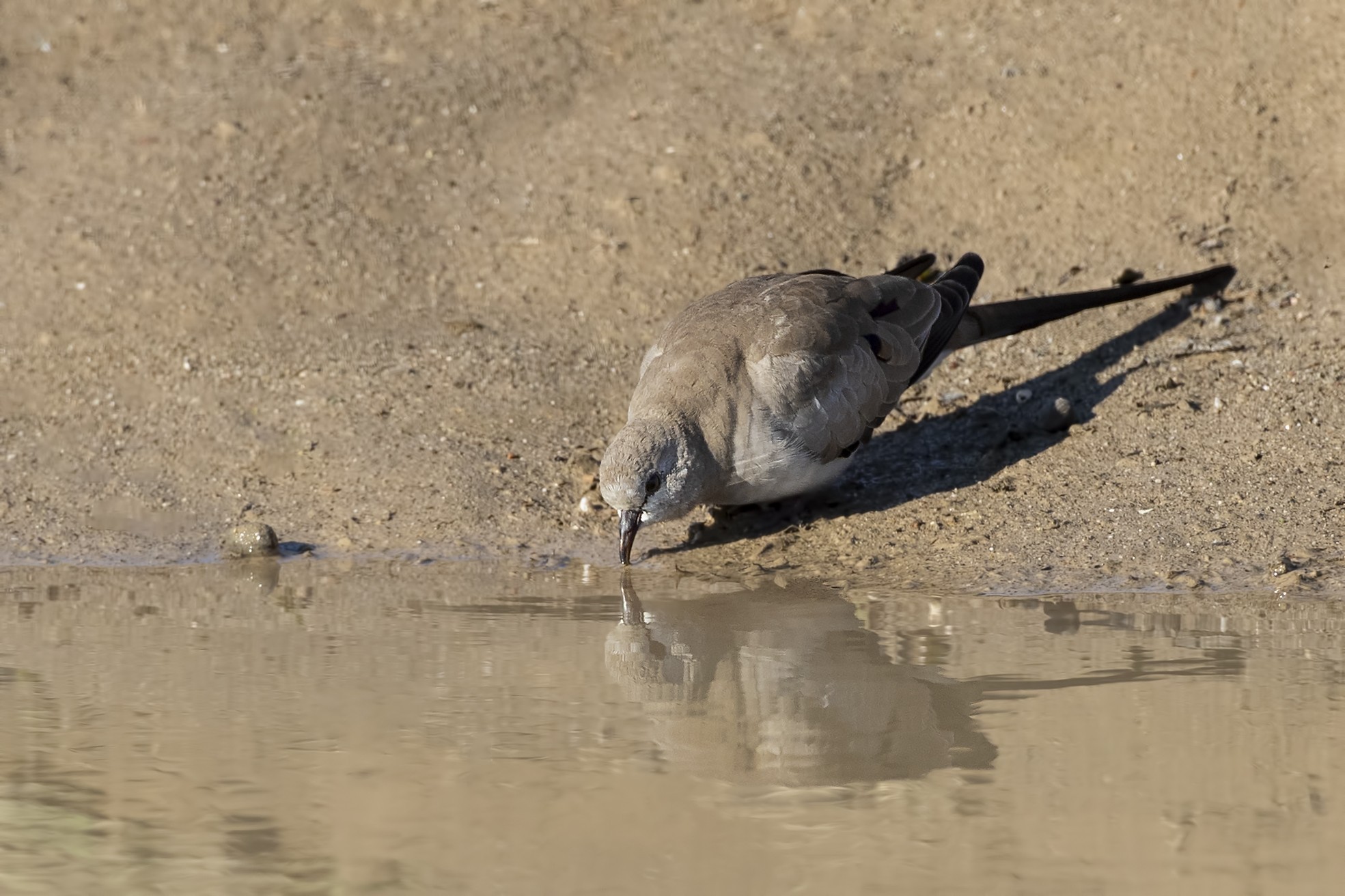 Namaqua Dove