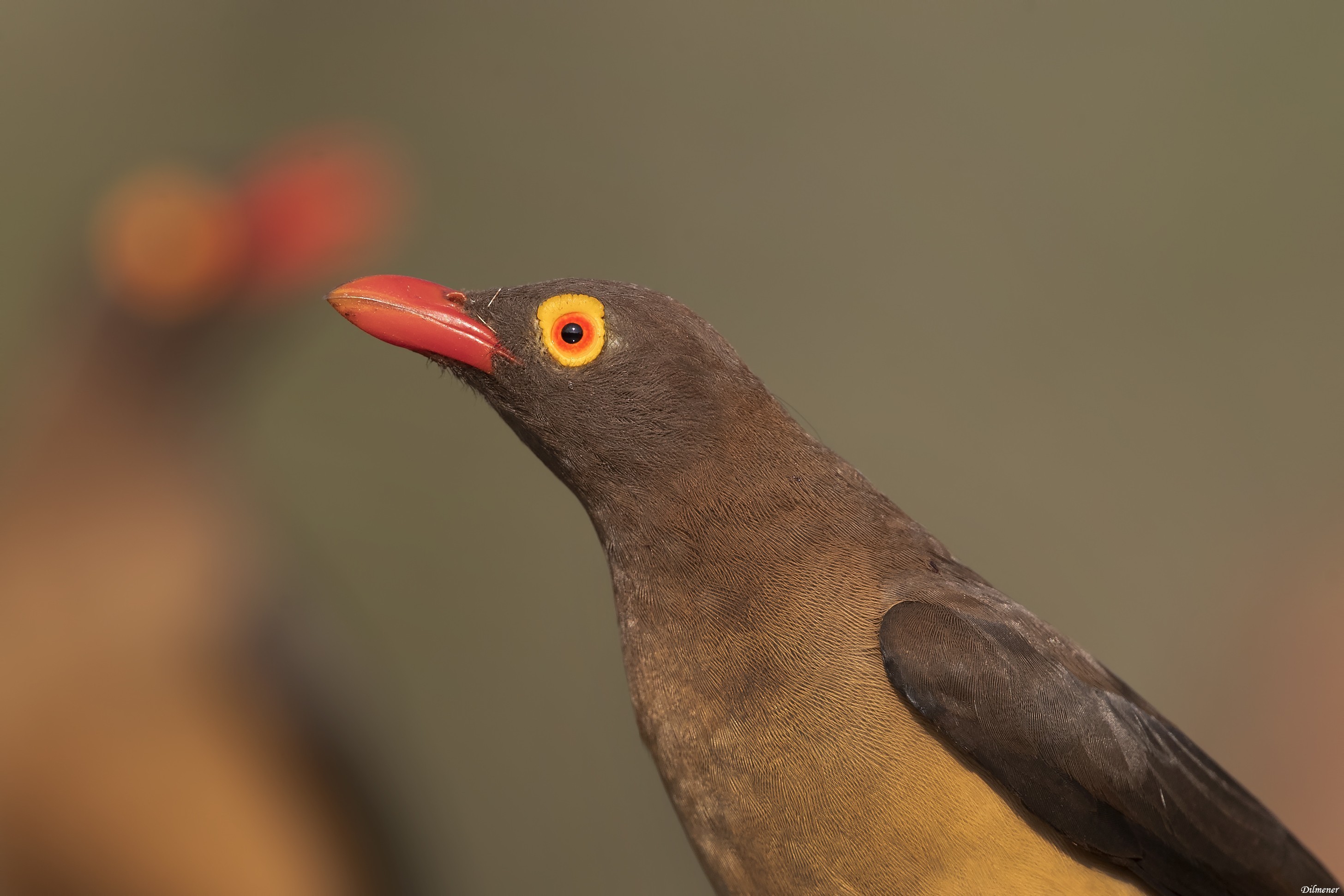 Yellow-billed Oxpecker — Ana fotoğraf