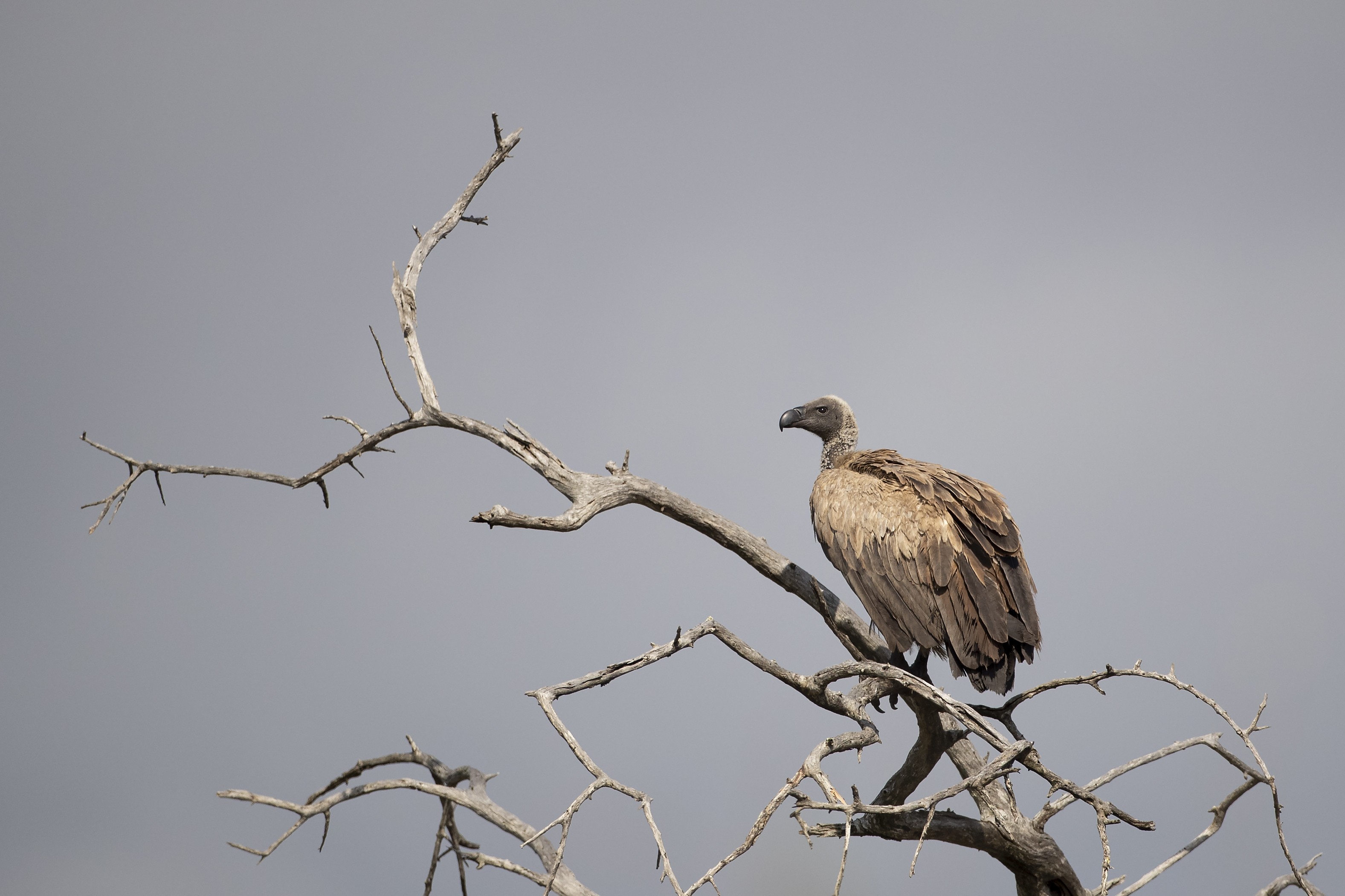 Eleonora's Falcon — Ana fotoğraf