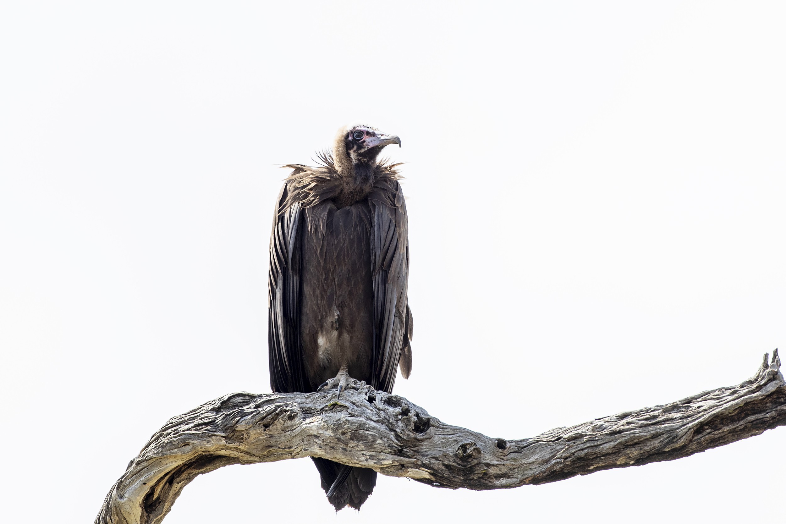 Eleonora's Falcon