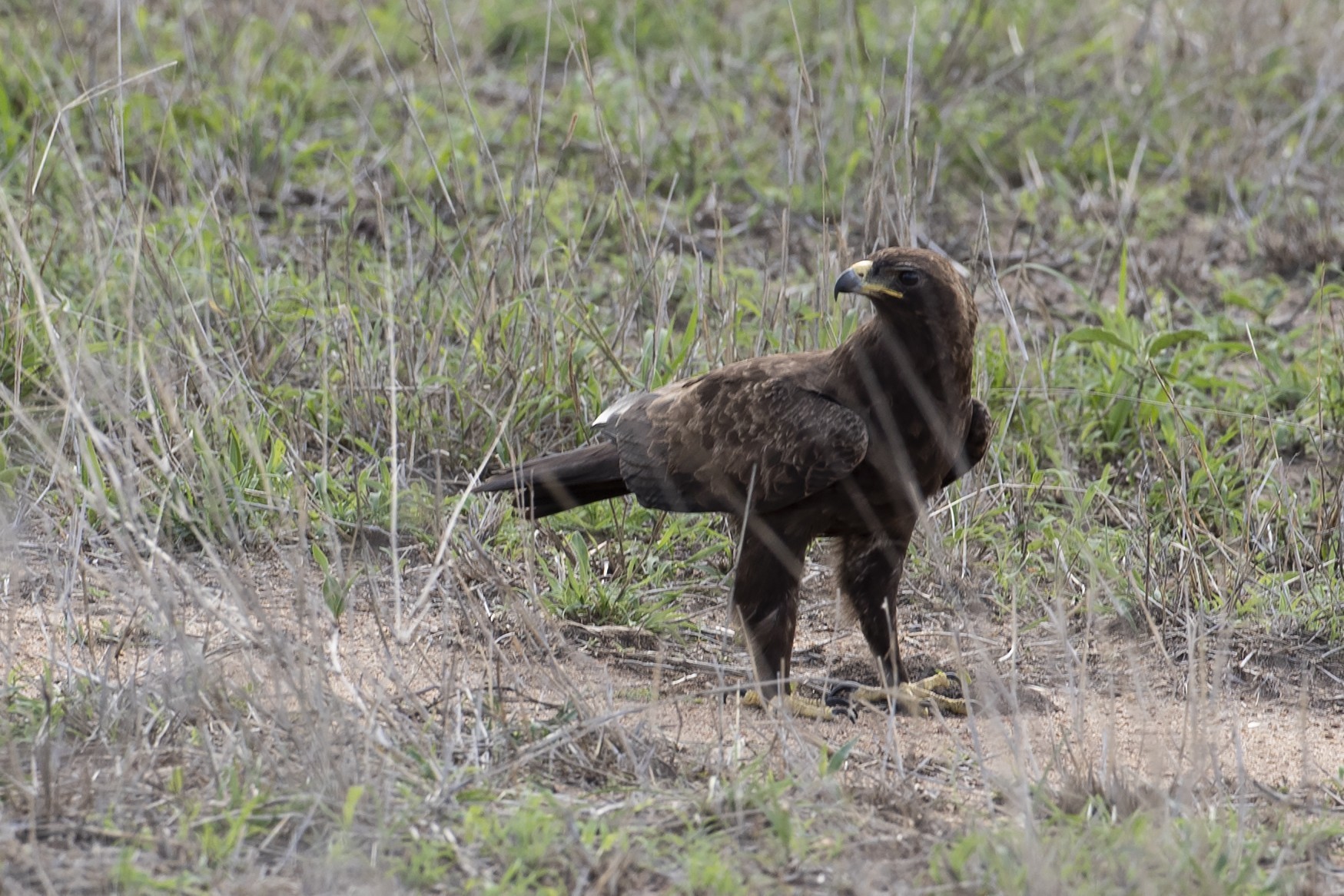 Eleonora's Falcon