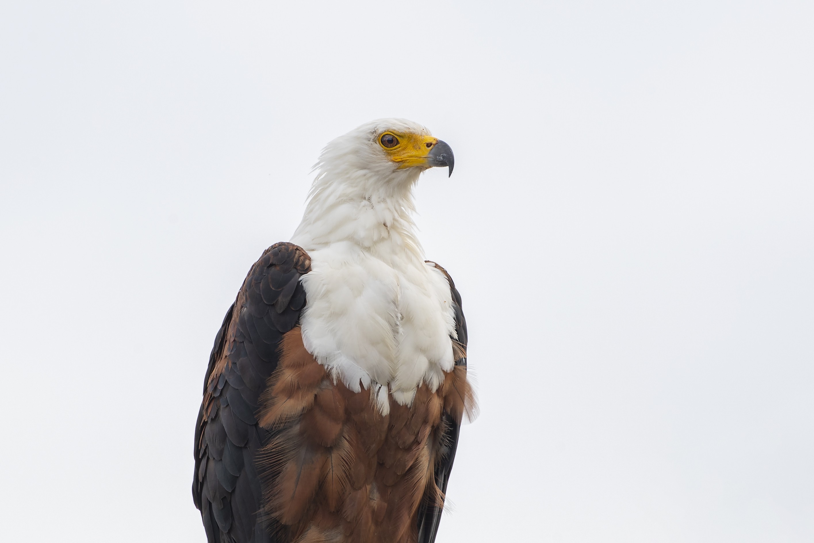 African Fish-eagle — Ana fotoğraf