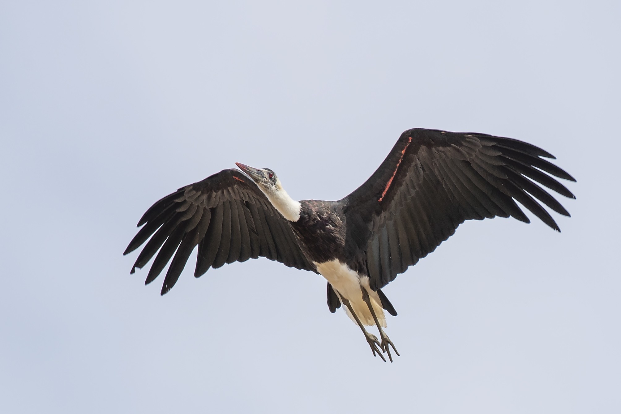 Eleonora's Falcon