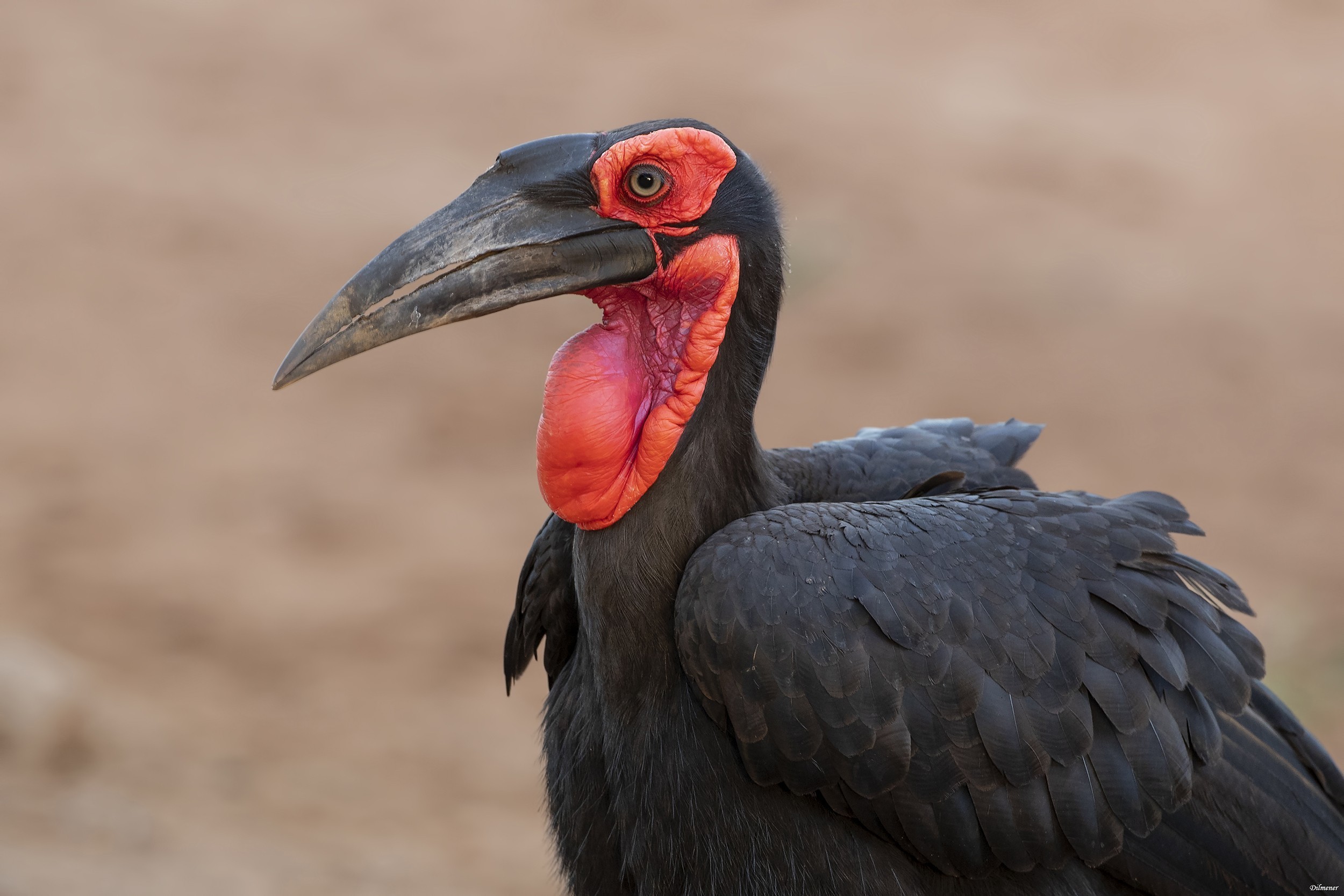 Southern Ground-hornbill — Ana fotoğraf