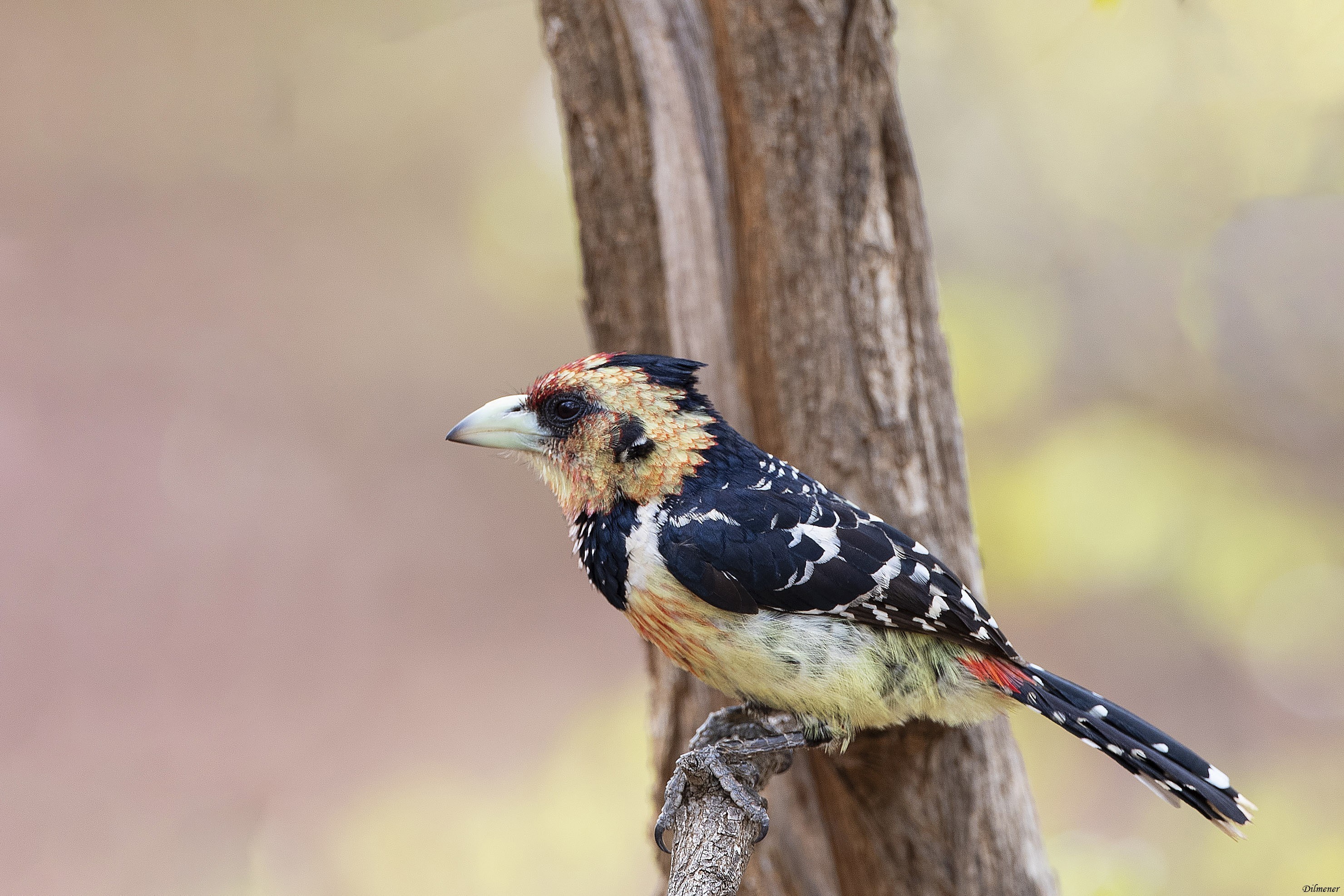 Crested Barbet