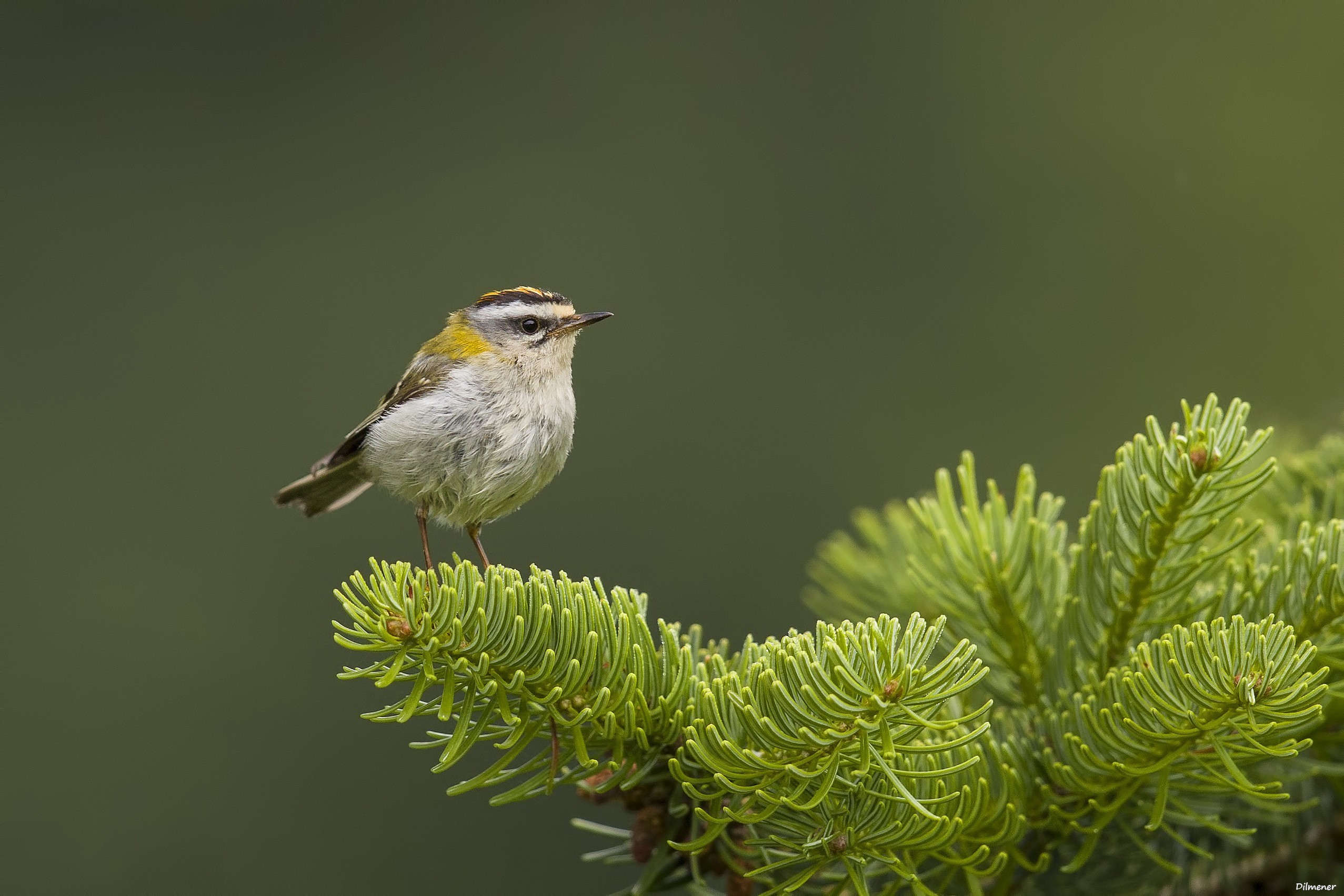Common Firecrest