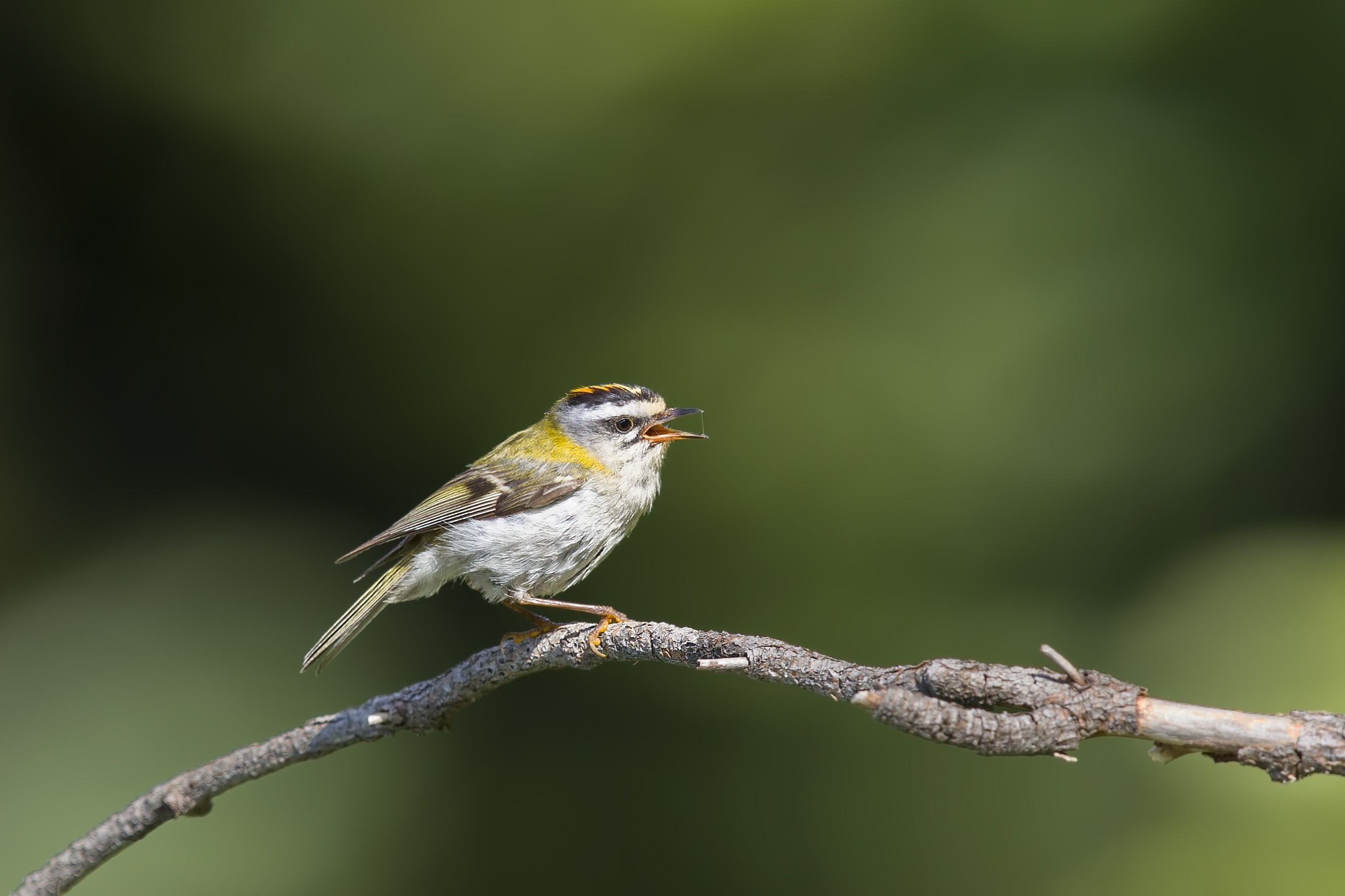 Common Firecrest