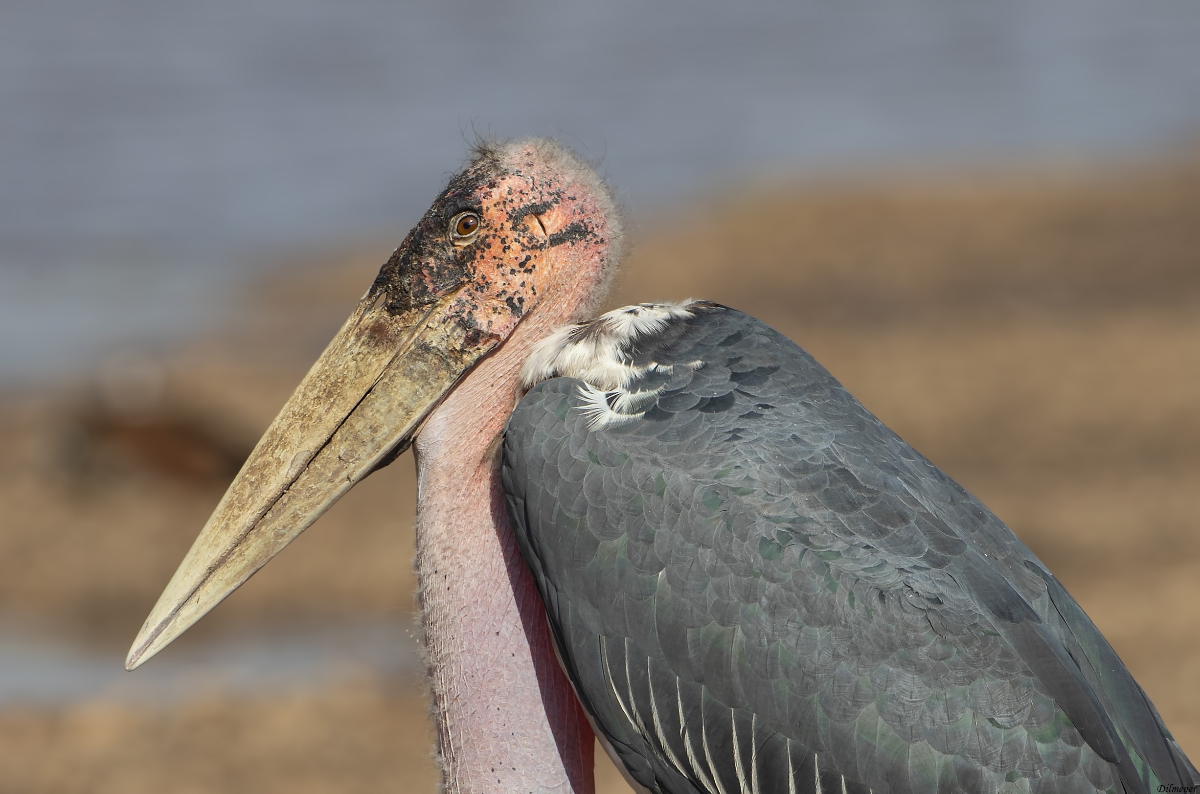 Marabou — Ana fotoğraf