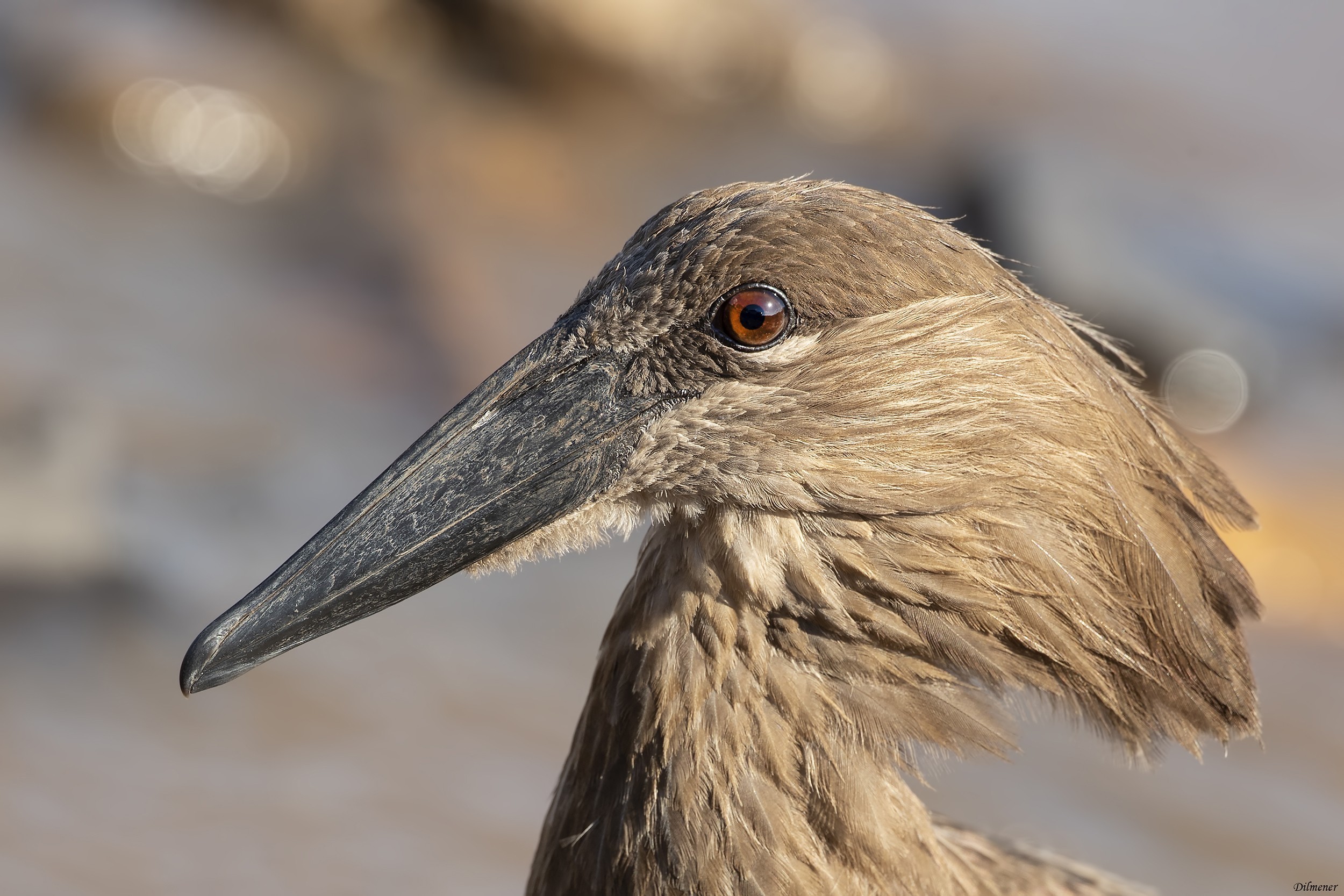 Hamerkop — Ana fotoğraf