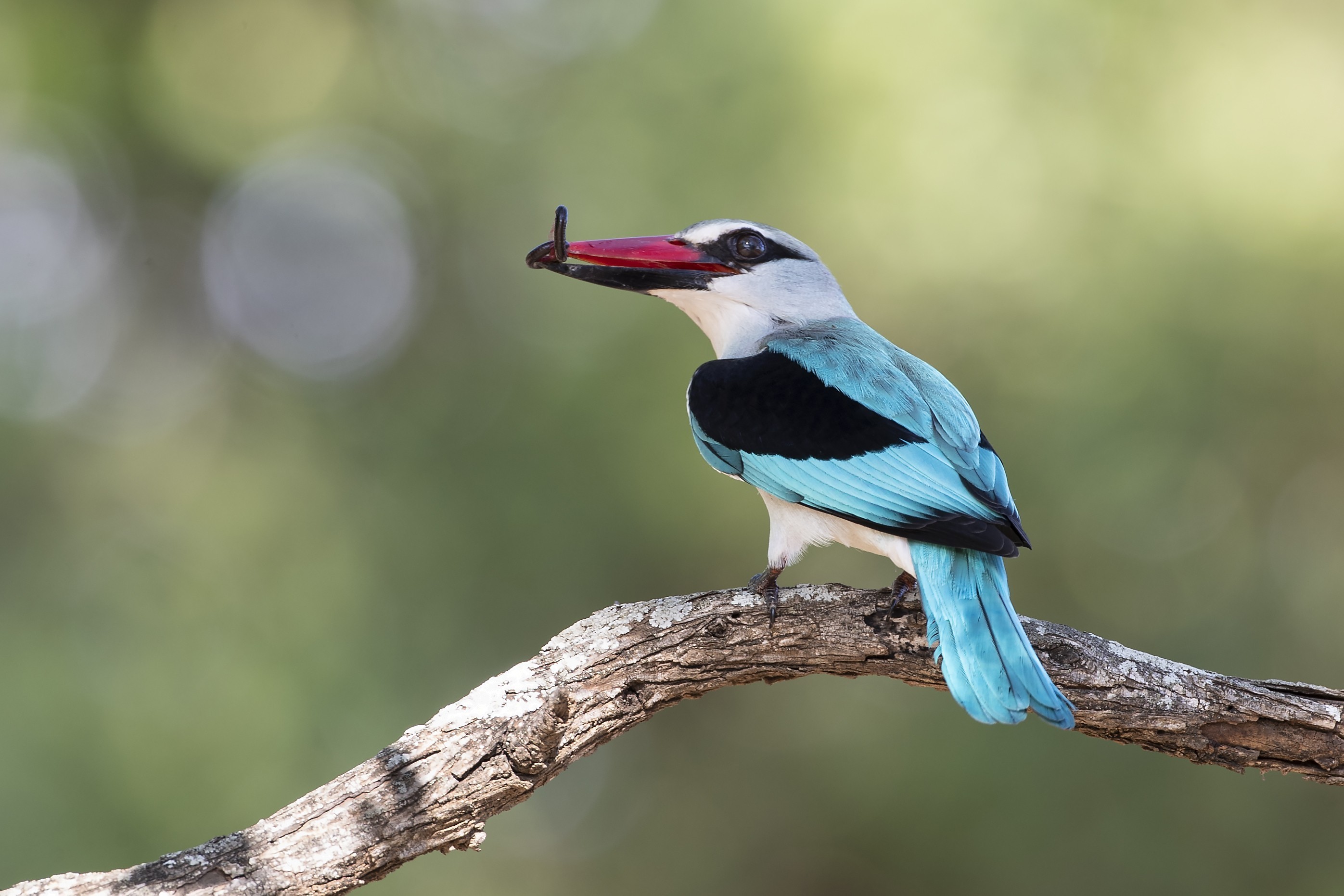 Woodland Kingfisher