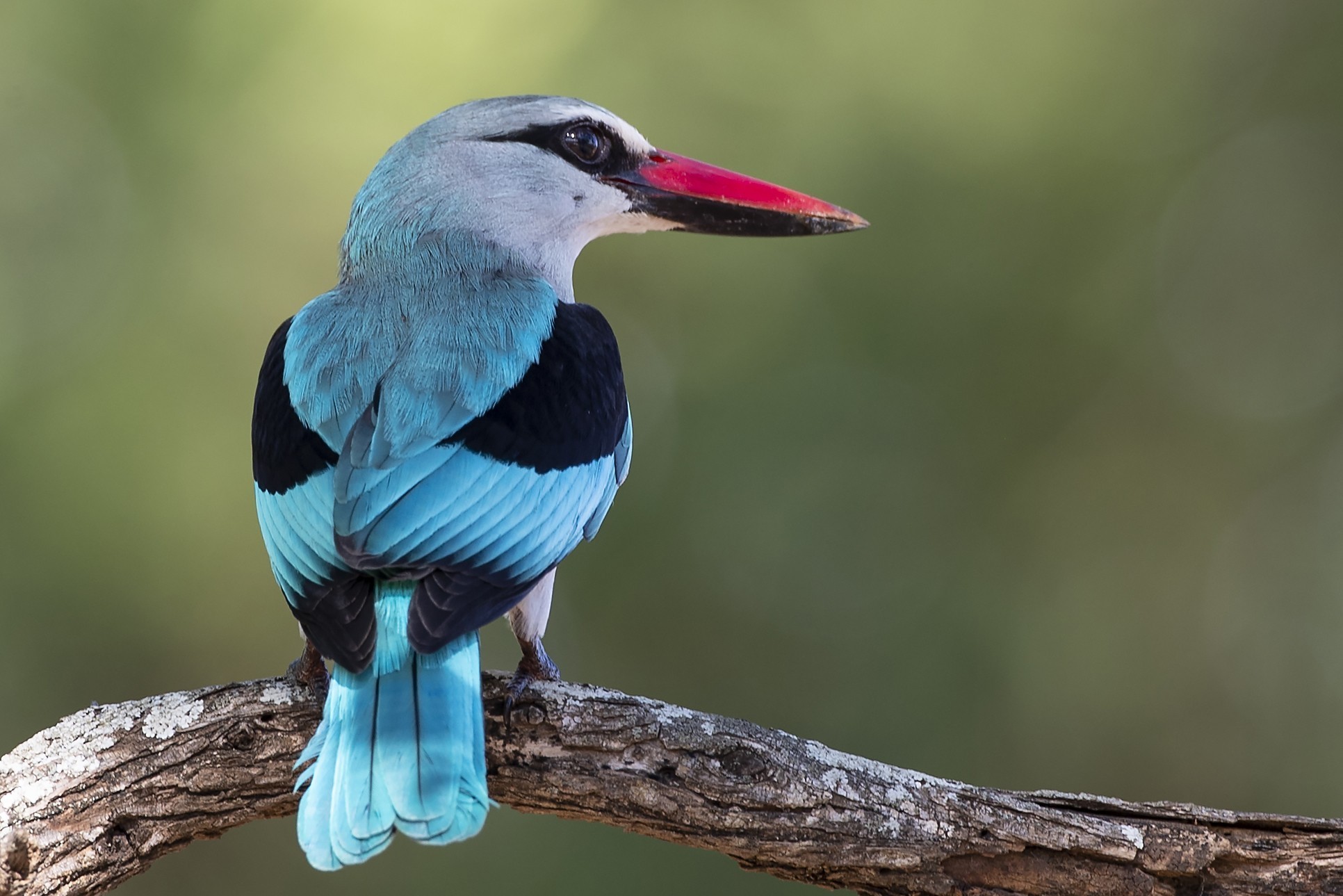 Woodland Kingfisher