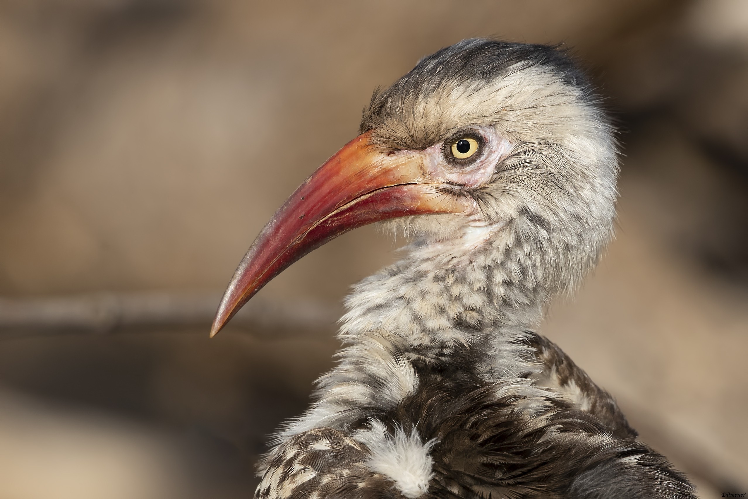 Red-billed Hornbill