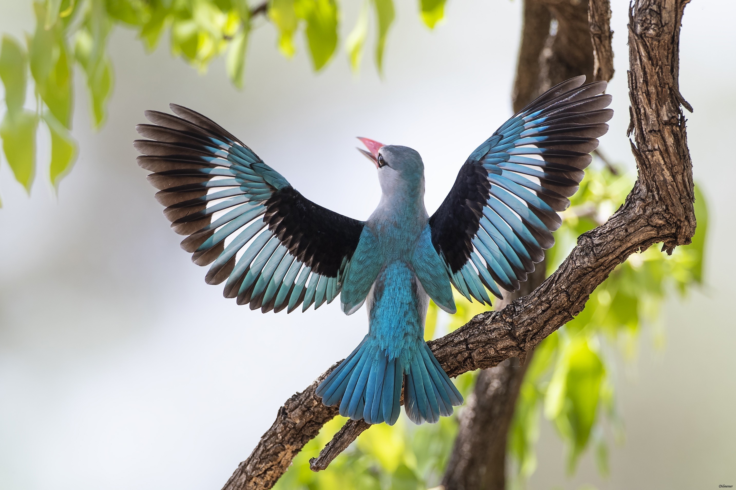 Woodland Kingfisher