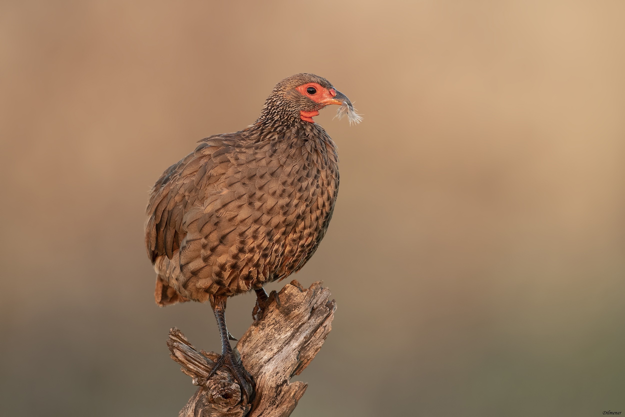 Swainson's Francolin — Ana fotoğraf