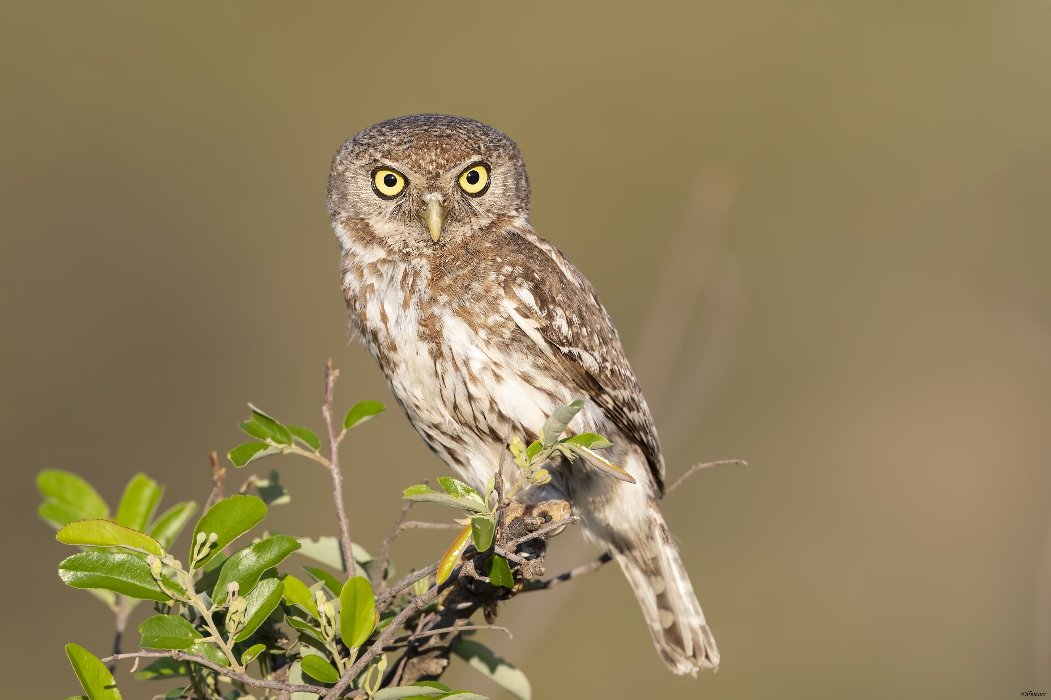 Pearl-spotted Owlet