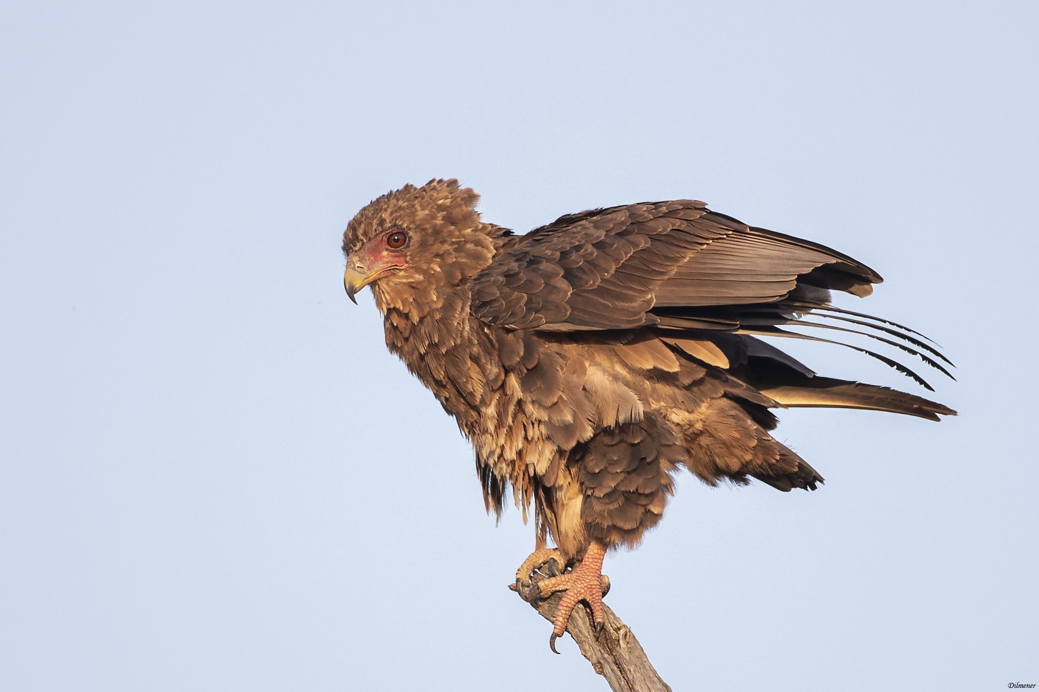 Eleonora's Falcon