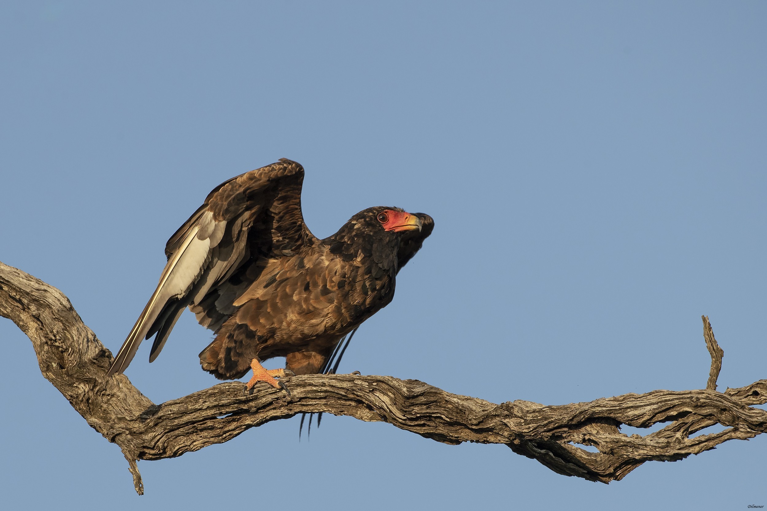 Bateleur — Ana fotoğraf