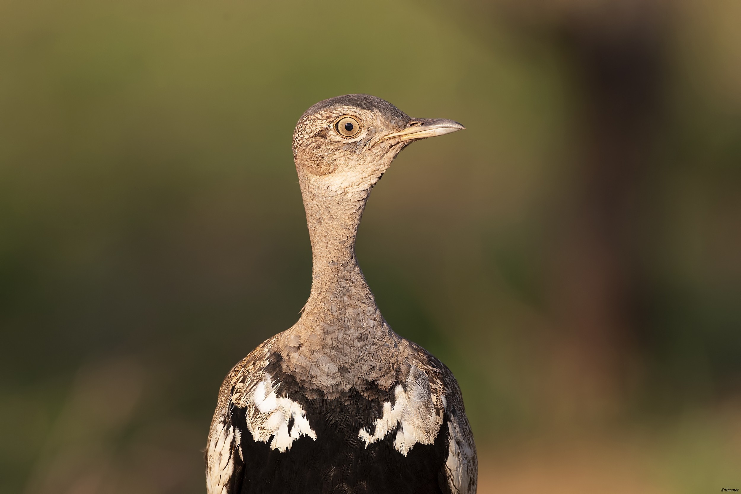 Red-crested Bustard