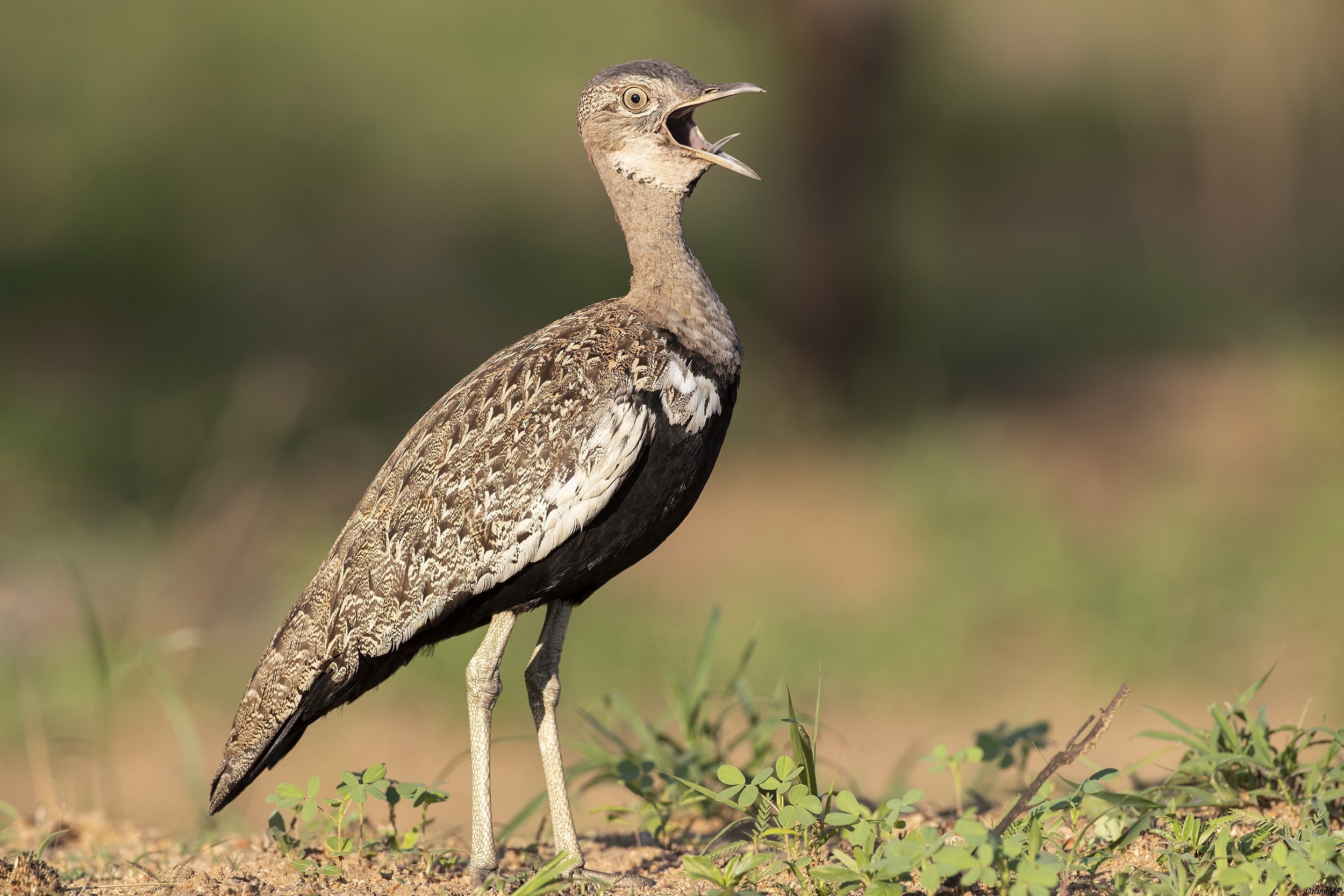 Red-crested Bustard