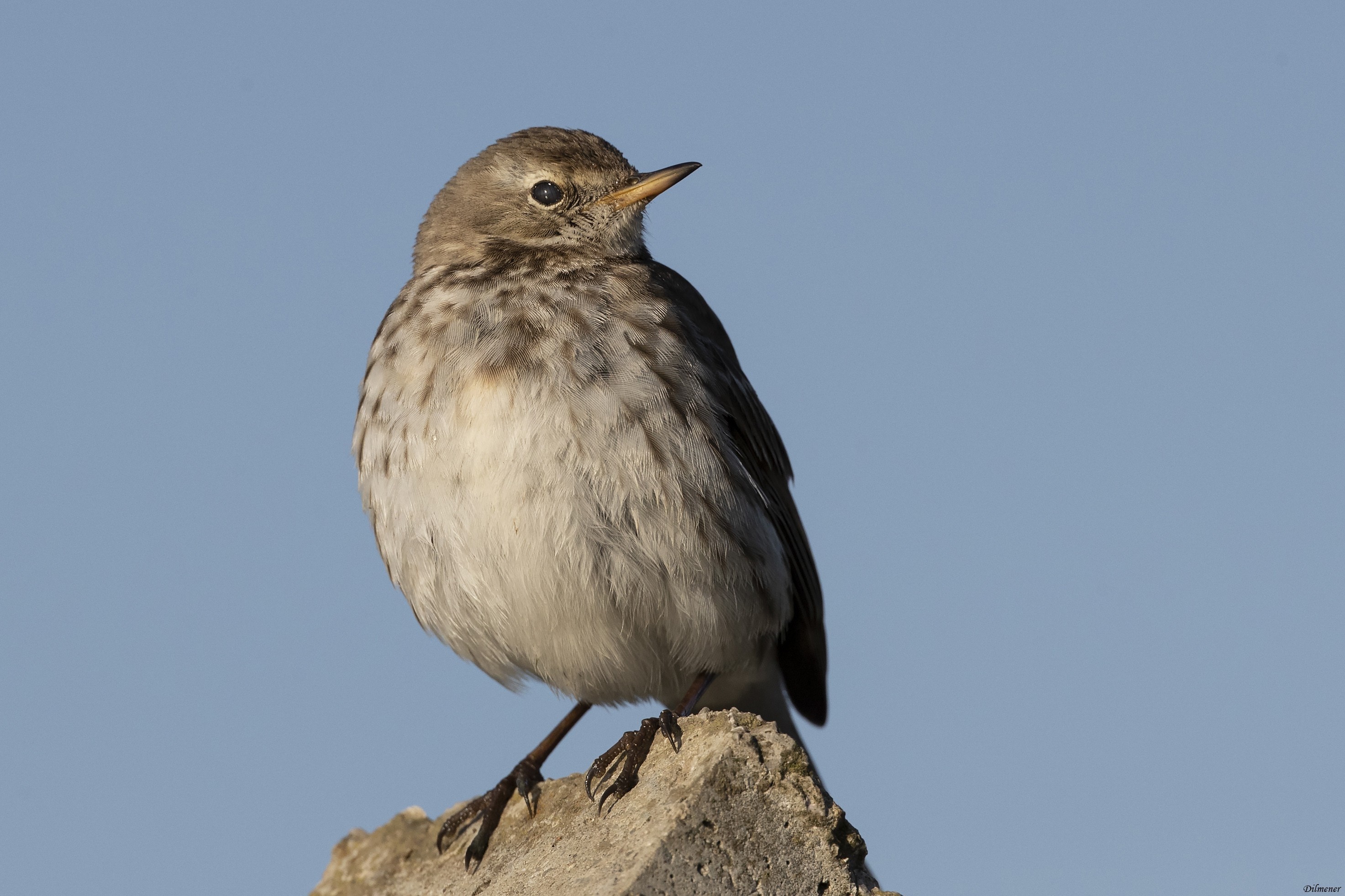 Water Pipit