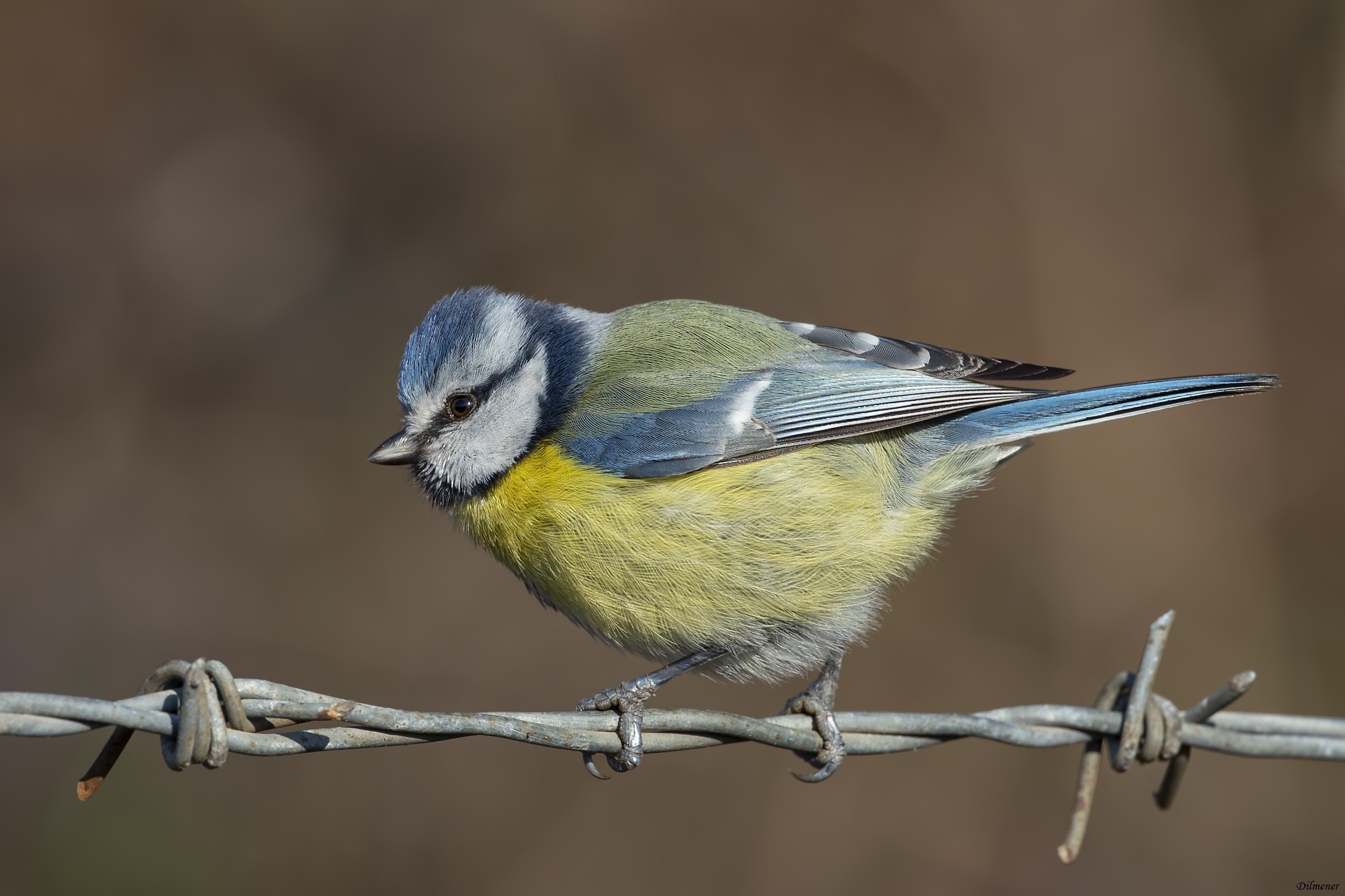 Eurasian Blue Tit