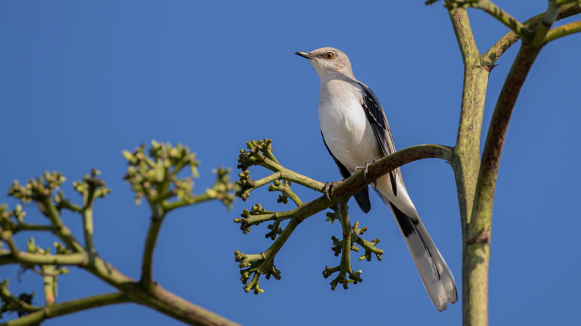 Northern Mockingbird — Ana fotoğraf