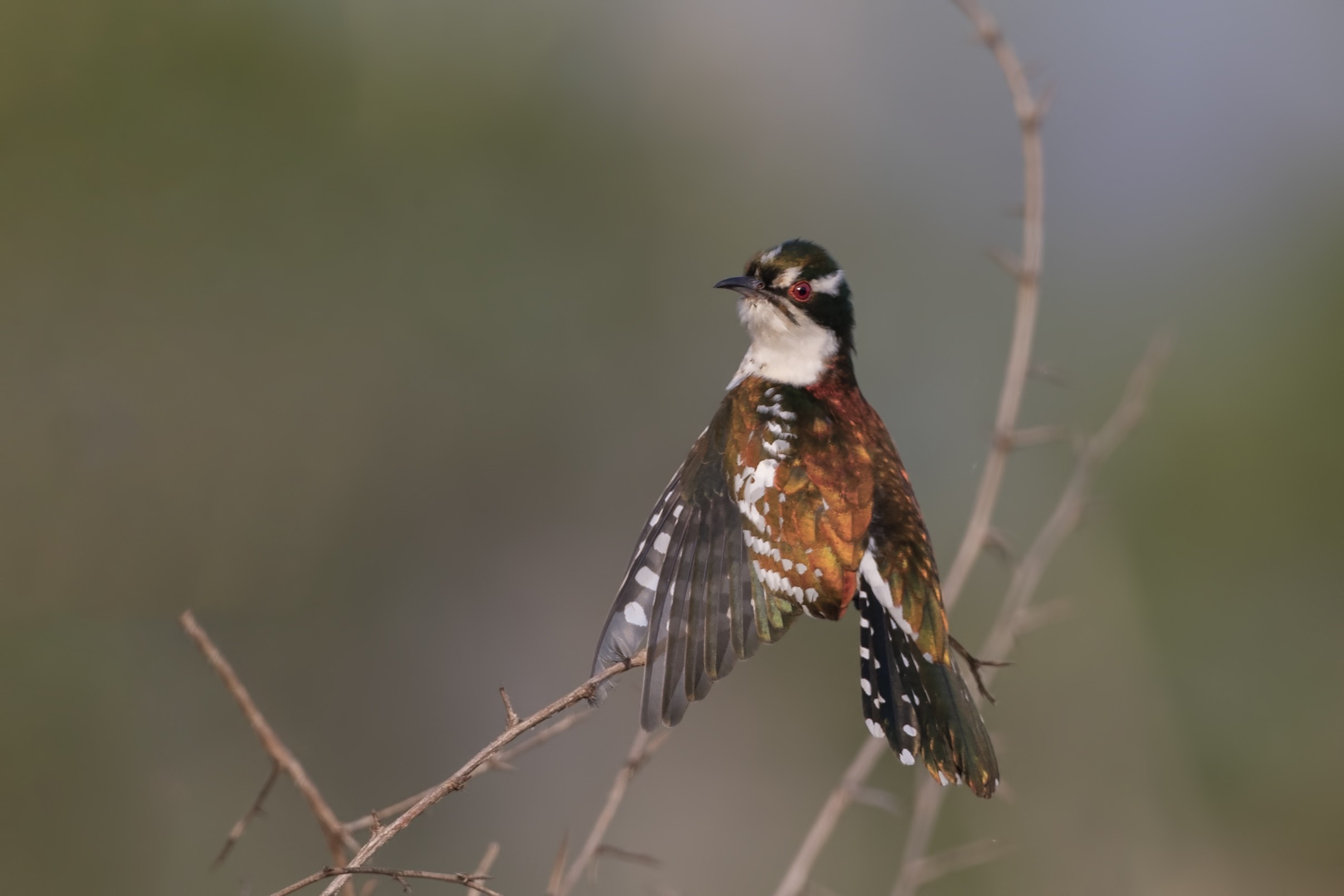 Diederik Cuckoo