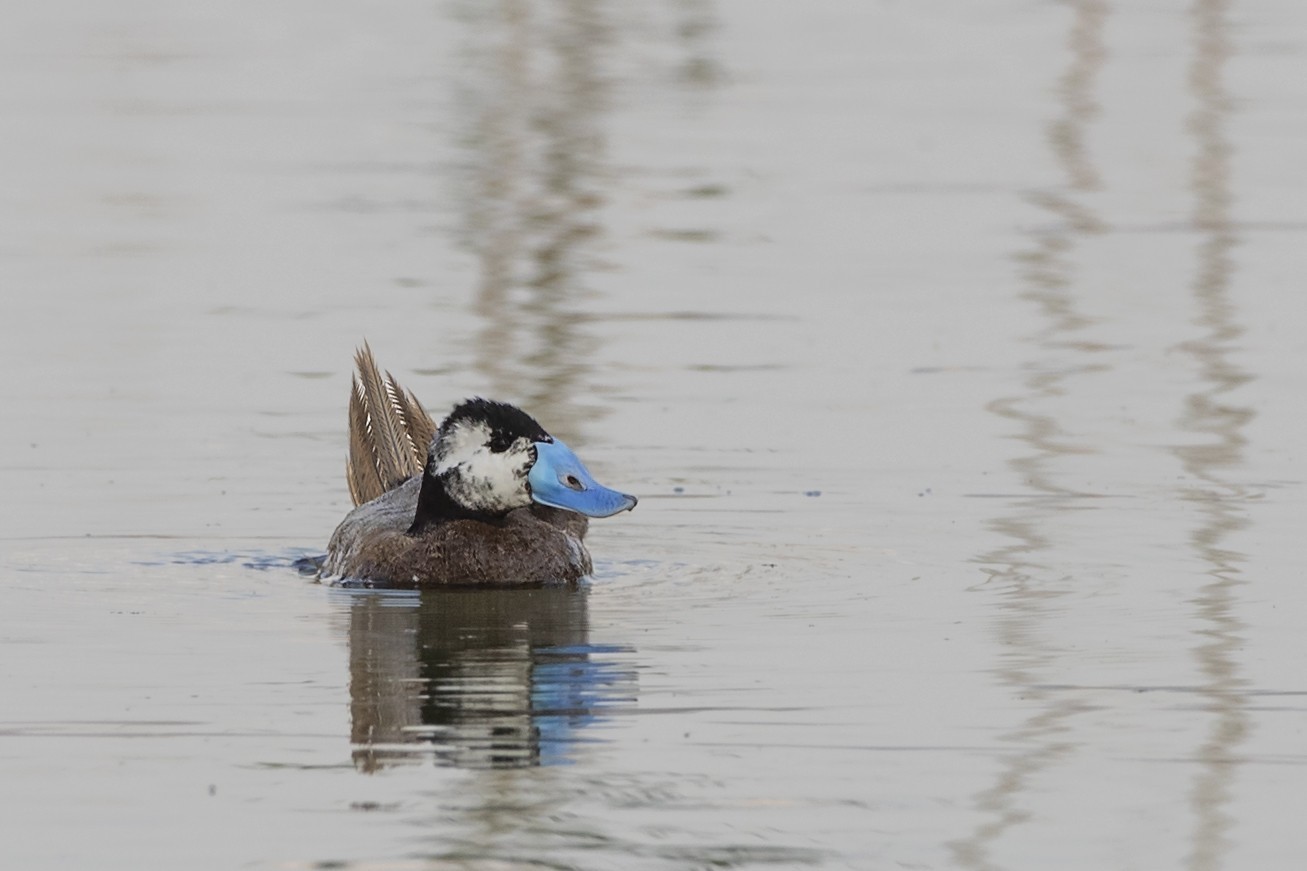 White-headed Duck