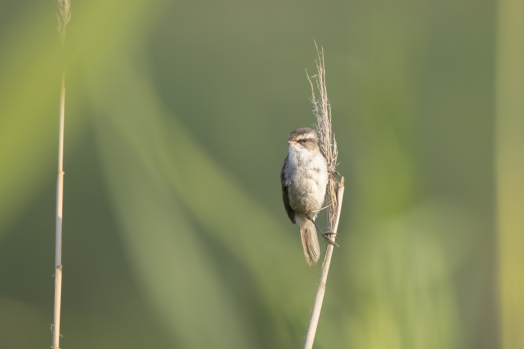 Paddyfield Warbler