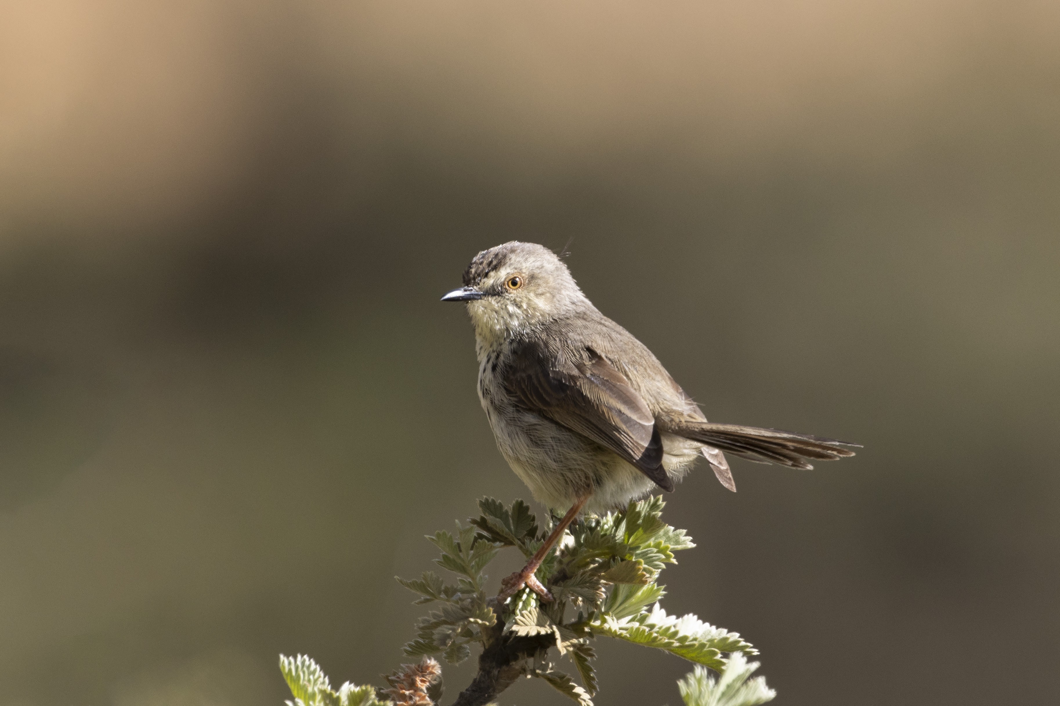 Drakensberg Prinia
